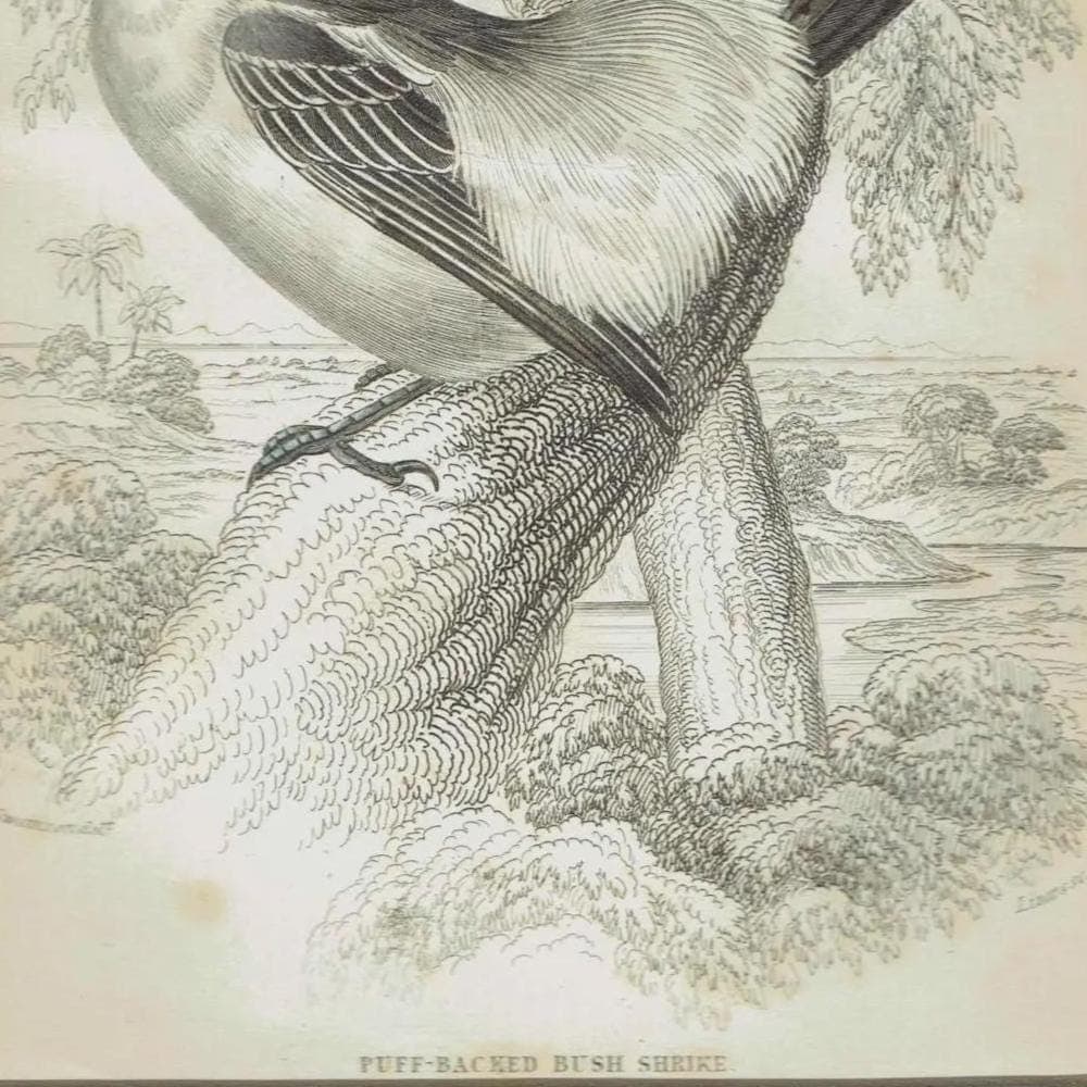 c.1837 Puff-backed Bush Shrike Print - Ornithology Bird Engraving - Lizars SC - Vintage Natural History Art - 4.25 x 6.25 in - Image 4
