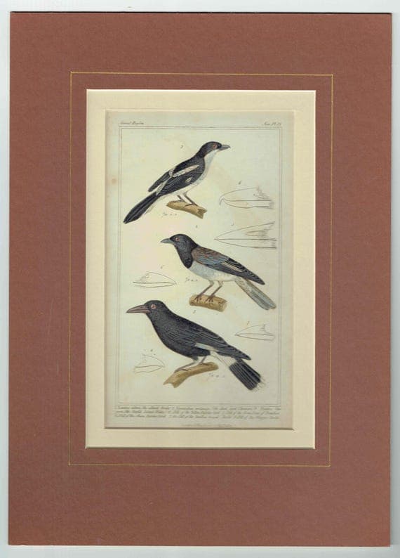 1835 Birds Cuvier Animal Kingdom Print - Ornithology Hand-Coloured Print - Shrike, Choucari, Norfolk Island Waker Illustration - 9 x 5.5 in