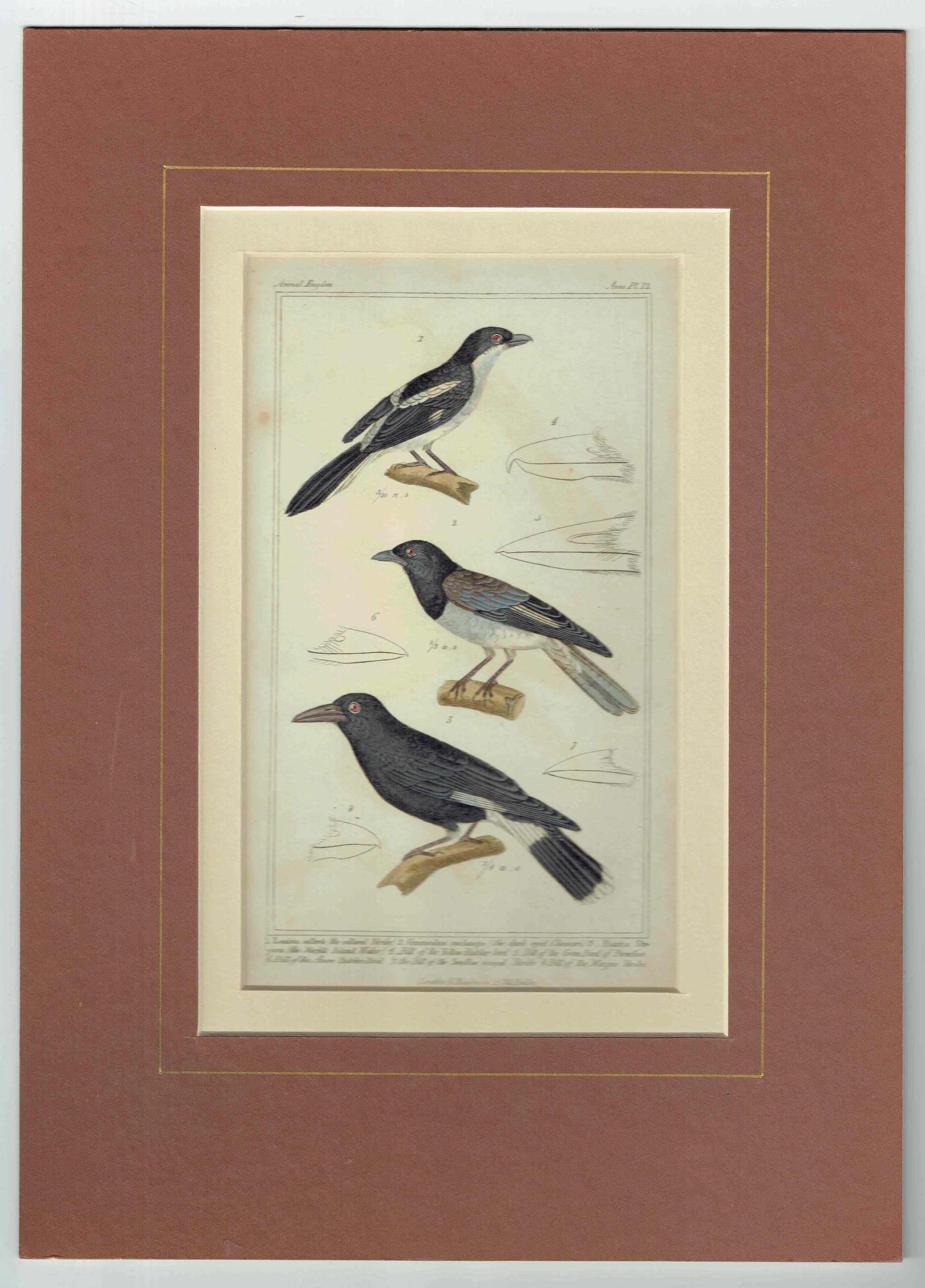1835 Birds Cuvier Animal Kingdom Print - Ornithology Hand-Coloured Print - Shrike, Choucari, Norfolk Island Waker Illustration - 9 x 5.5 in