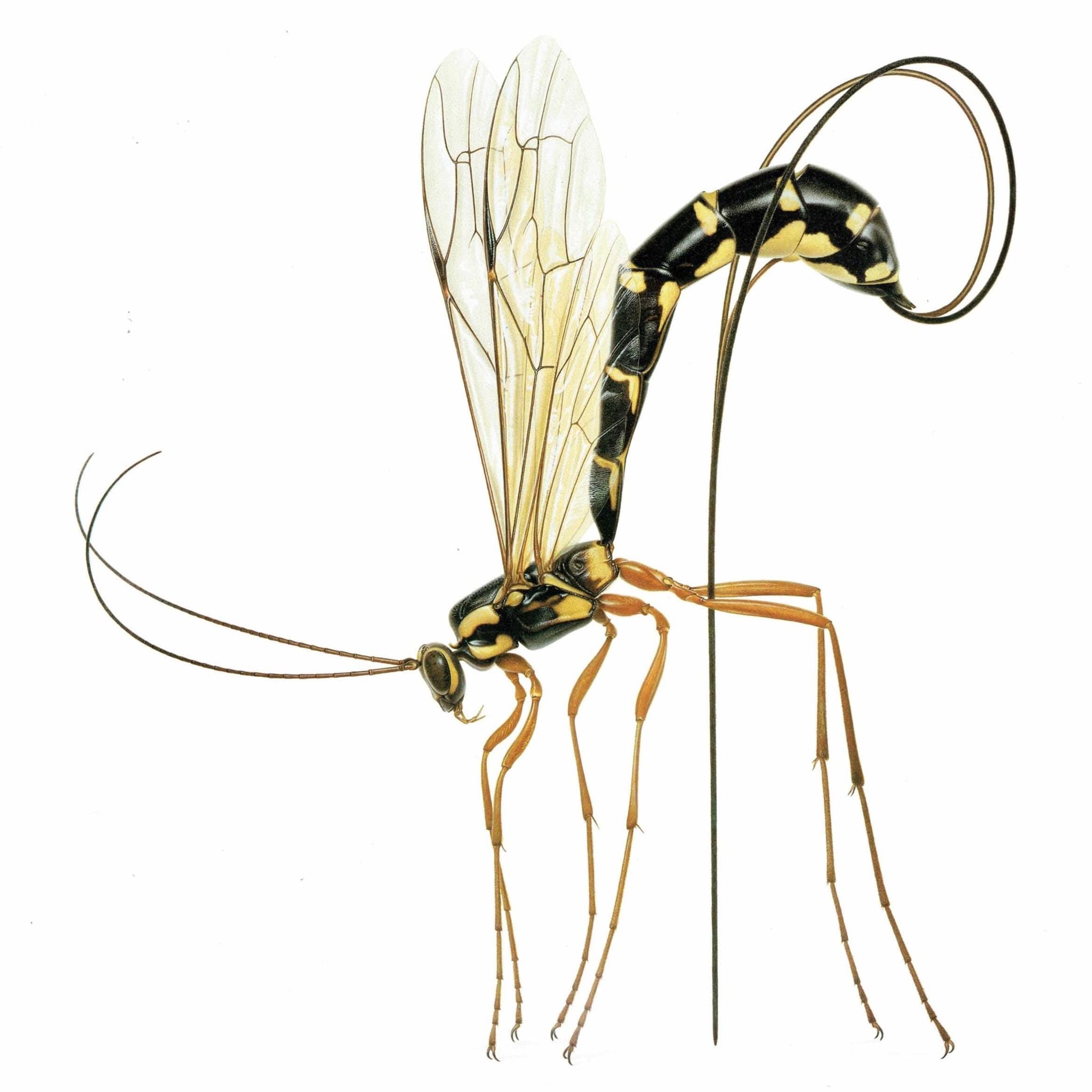 1986 Giant Ichneumon Wasp Rhyssa Persuasoria Print - Dupin Bernard Les Insectes Scientific Art - Linnaeus Carl Entomology - 11 x 13 in