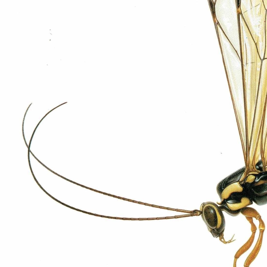 1986 Giant Ichneumon Wasp Rhyssa Persuasoria Print - Dupin Bernard Les Insectes Scientific Art - Linnaeus Carl Entomology - 11 x 13 in - Image 4