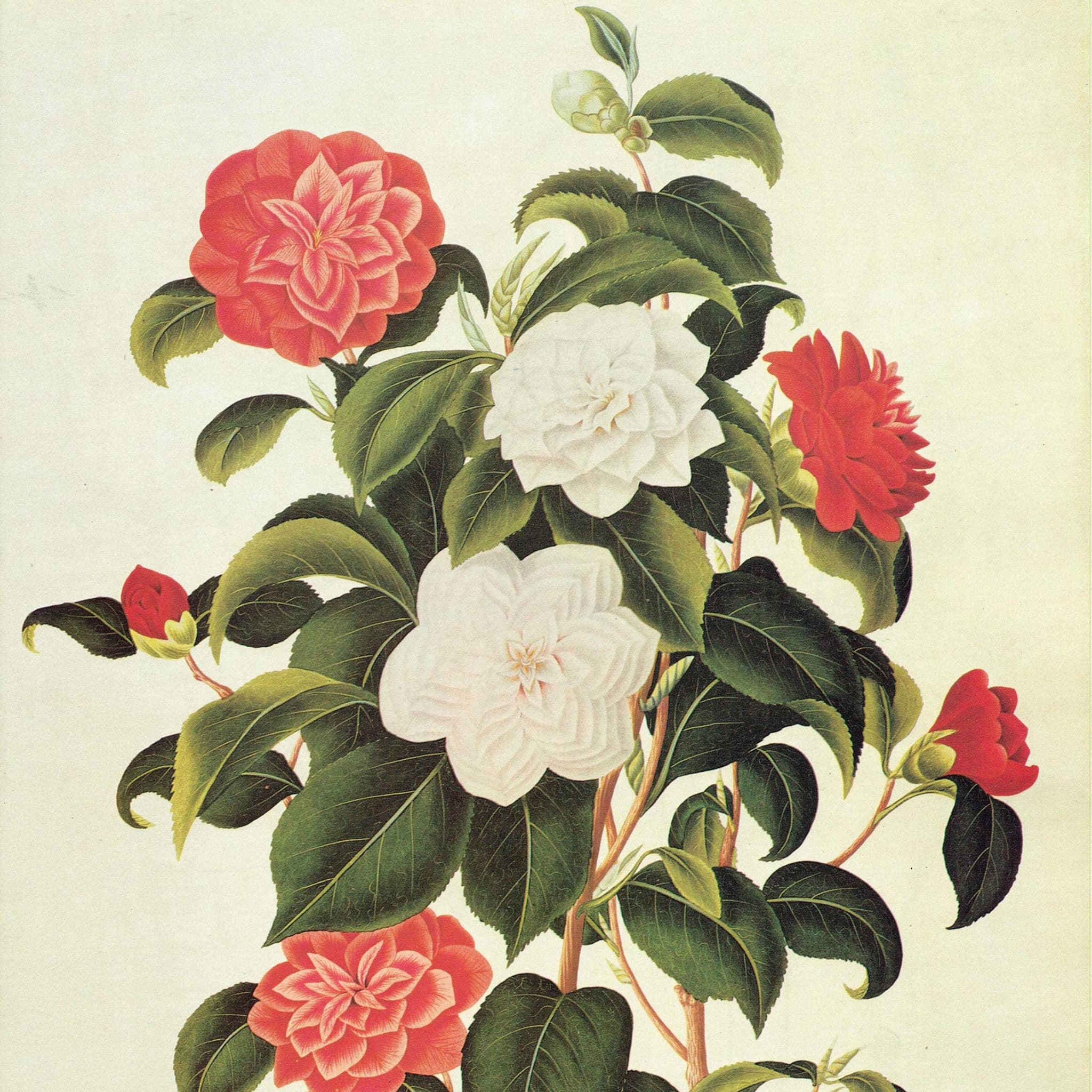 Myrtle Leaved Camellia  by Curtis - Botanical Flower Study Plate 3 Monograph on Camellias Original 1984 Vintage Print, Coats - 10 x 14 in