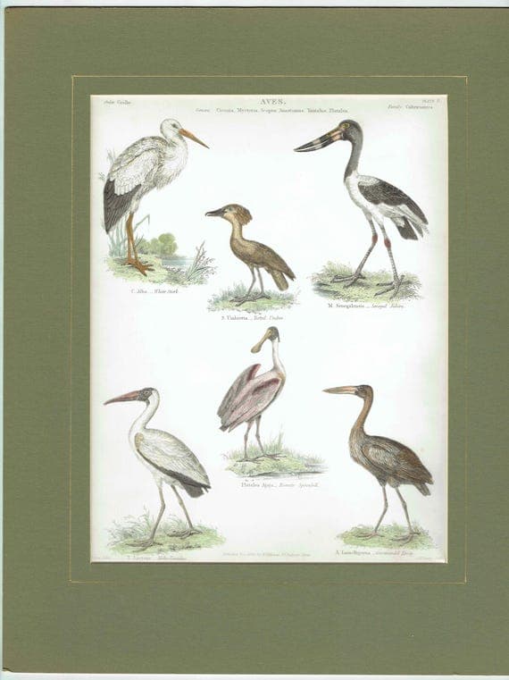 1838 Aves Bird Print - Hand-Coloured print – Stork, Spoonbill, Ibis & Jabiru – 8.5 x 11 in