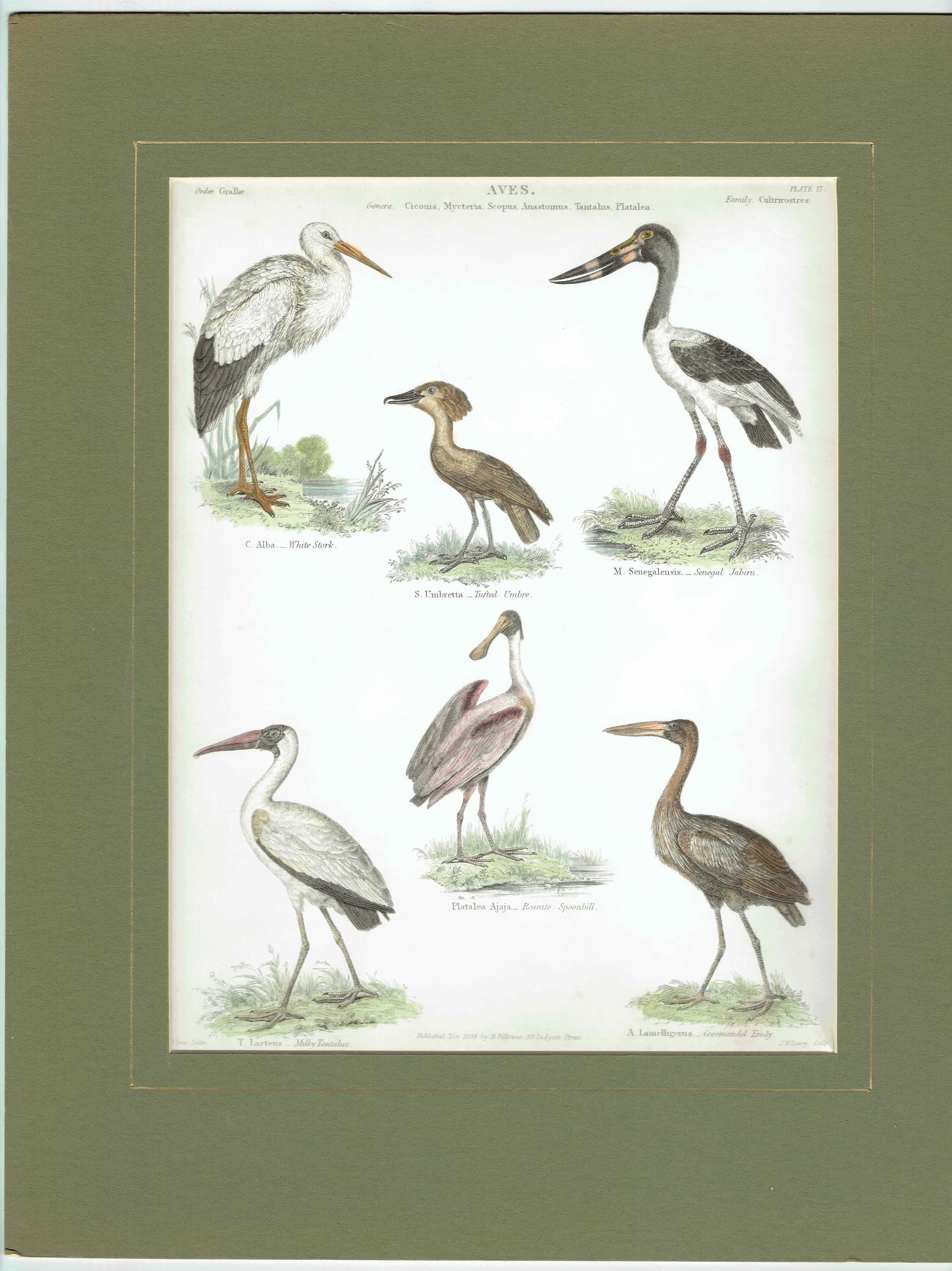 1838 Aves Bird Print - Hand-Coloured print – Stork, Spoonbill, Ibis & Jabiru – 8.5 x 11 in