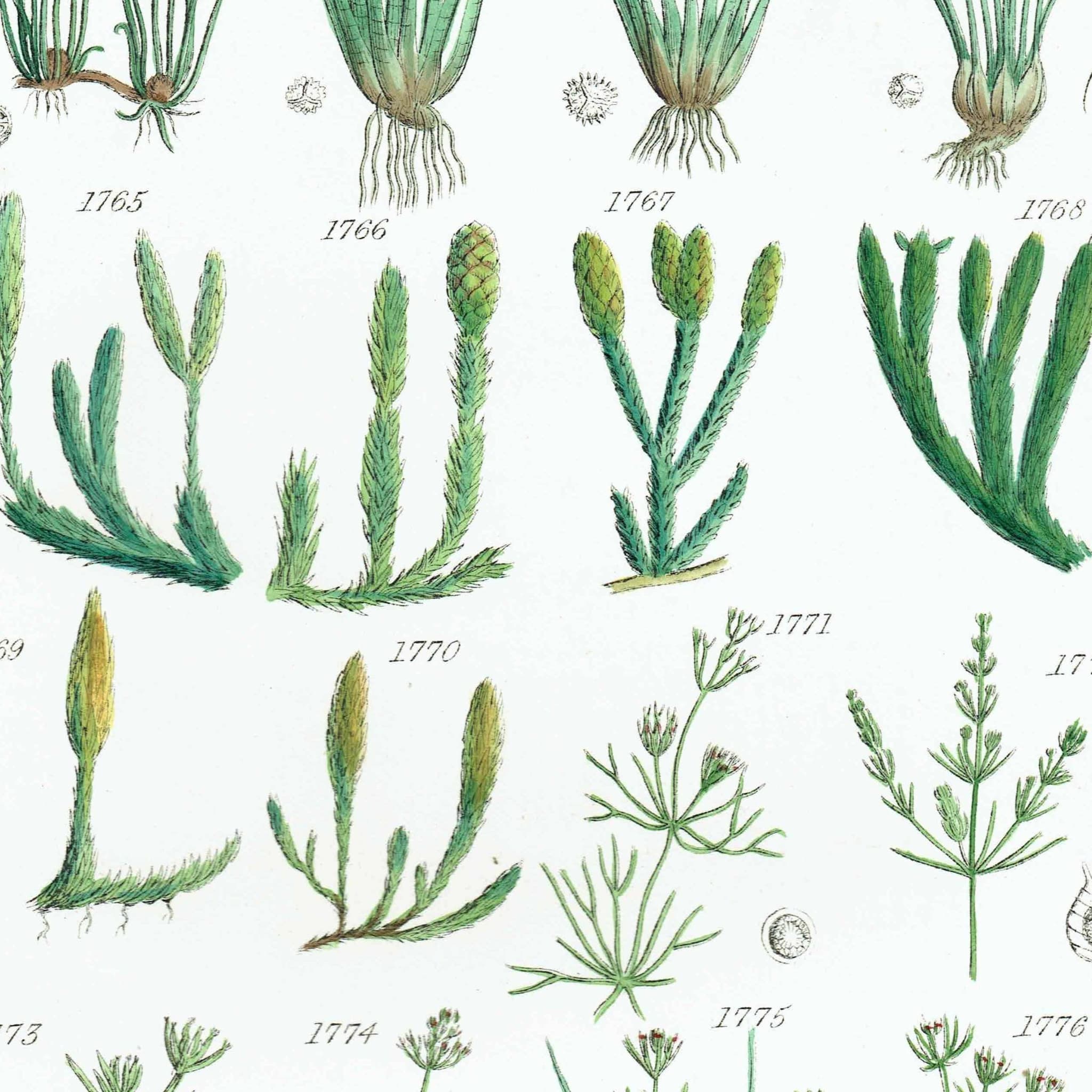 1910 Chara Aquatic Plants - Original Antique Print By Sowerby - British Wild Flowers Botanical Study Educational - 6.25 x 9.5 in