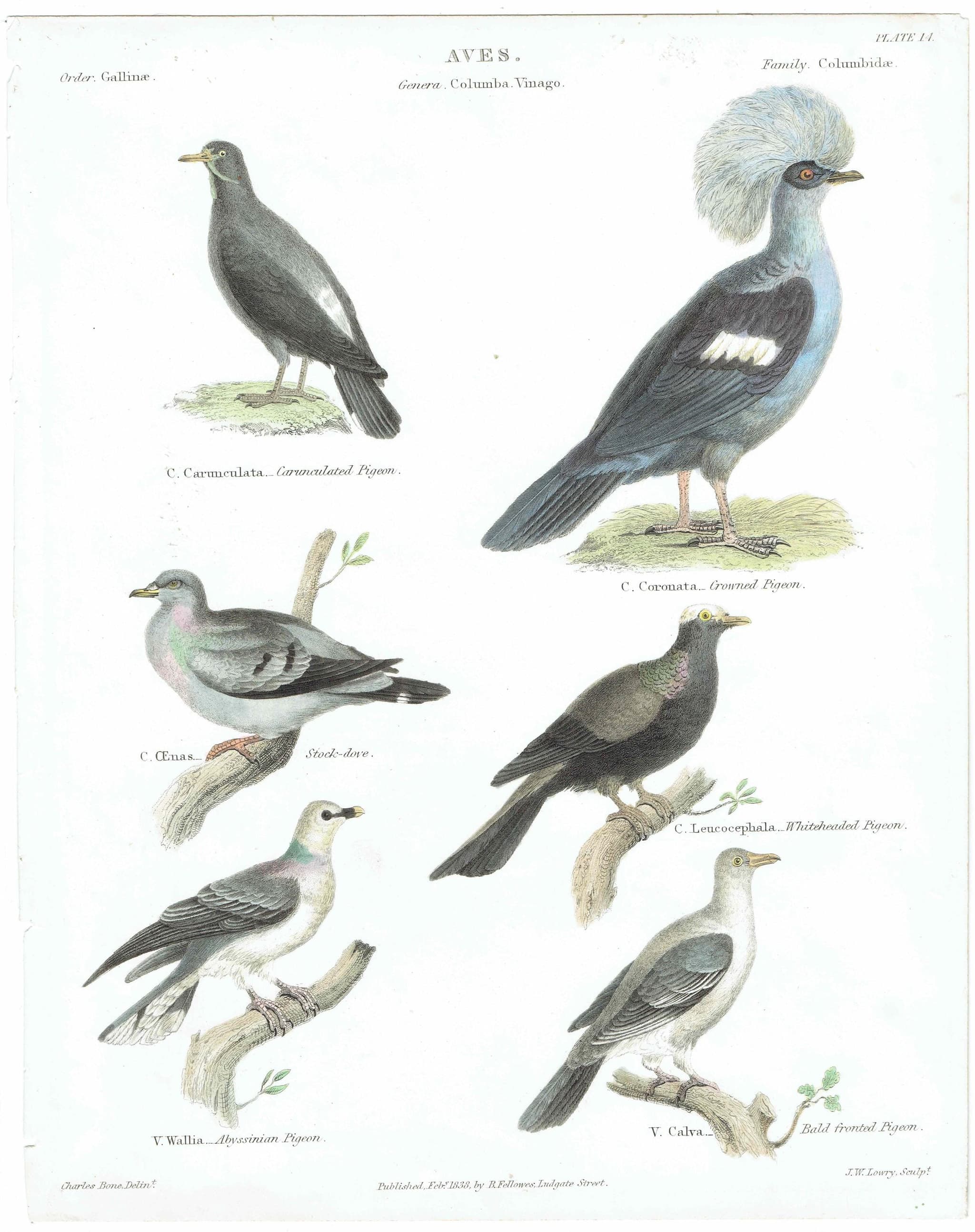 1838 Aves Antique Pigeon Print - Carunculated, Crowned, Stock-dove, Whiteheaded, Abyssinian, Bald-fronted - 10.5 x 8.25 in