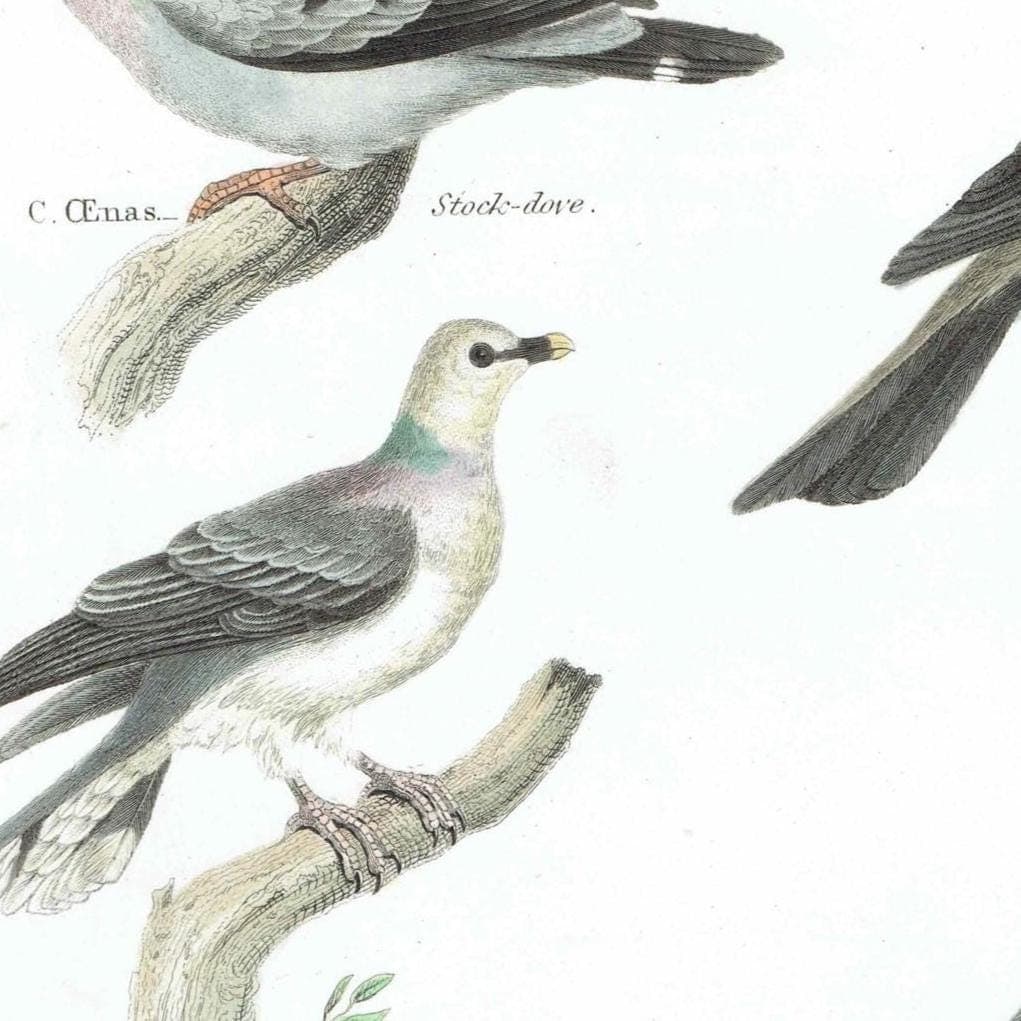 1838 Aves Antique Pigeon Print - Carunculated, Crowned, Stock-dove, Whiteheaded, Abyssinian, Bald-fronted - 10.5 x 8.25 in - Image 4