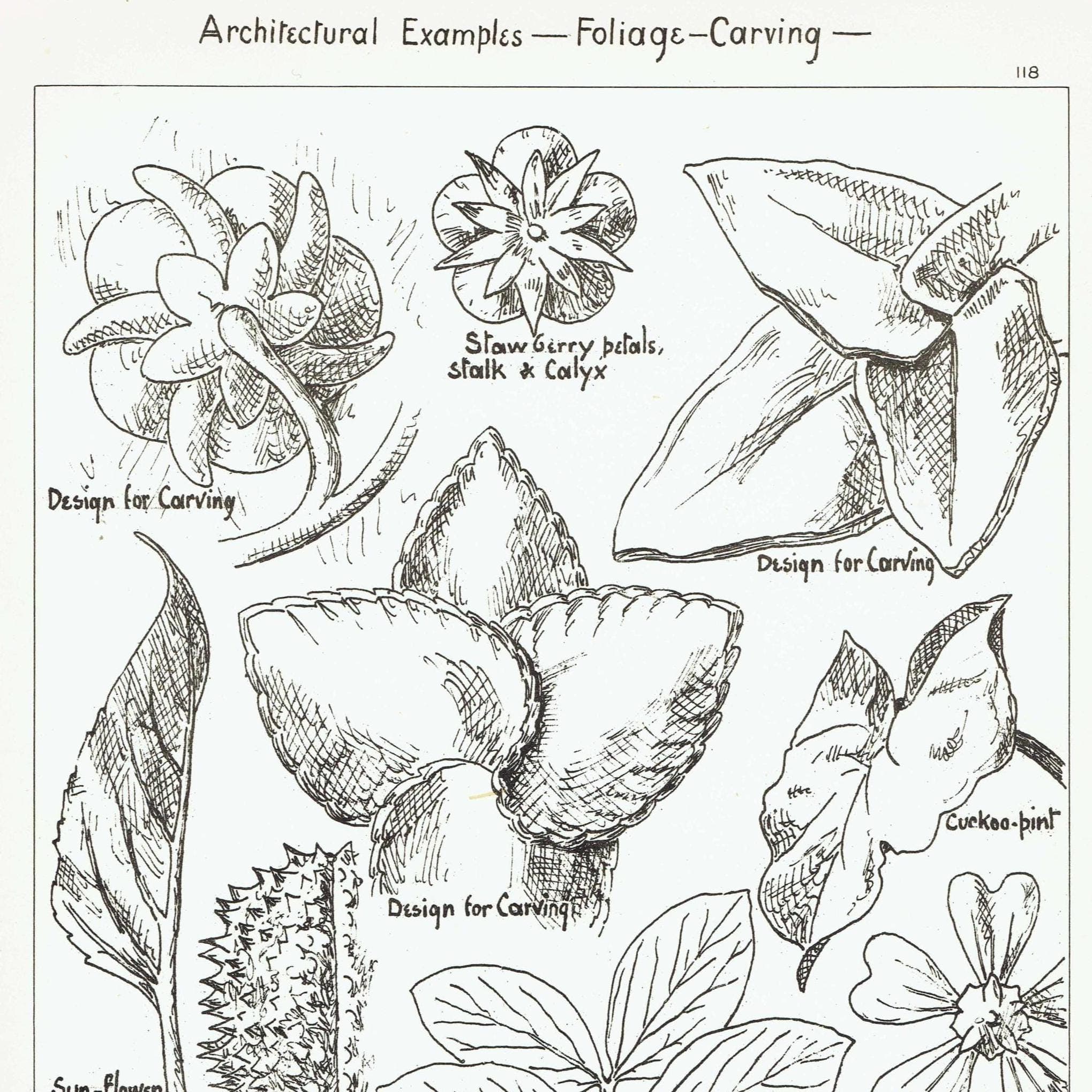 1898 Foliage Carving Architecture Print - Strawberry, Sunflower, Mallow & Bean Decorative Design Plate - 8 x 10.75 in - Image 2