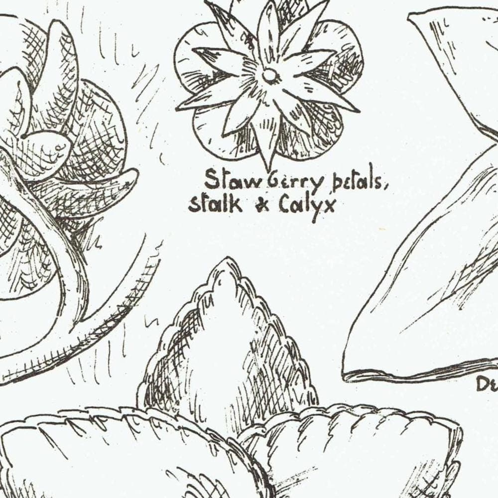 1898 Foliage Carving Architecture Print - Strawberry, Sunflower, Mallow & Bean Decorative Design Plate - 8 x 10.75 in - Image 3