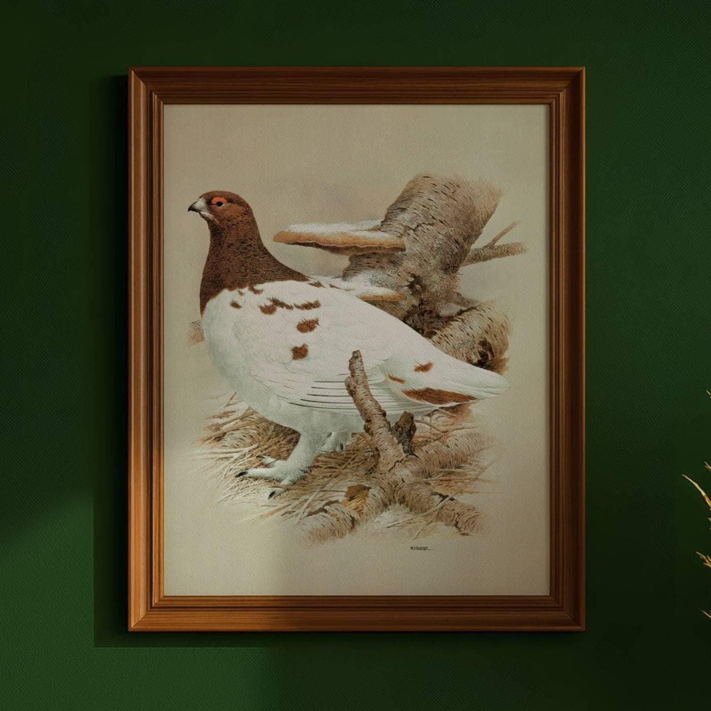 1981 Willow Grouse in Autumn Plumage - Maurice Pledger Game Birds - Original Vintage Wildlife Print - 11.5 x 16.5 in