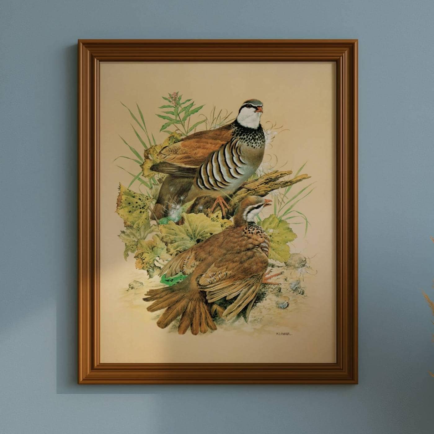 1981 Red-Legged Partridge Alectoris Rufa - Game Birds - Maurice Pledger Original Vintage Wildlife Art - 11.5 x 16.5 in