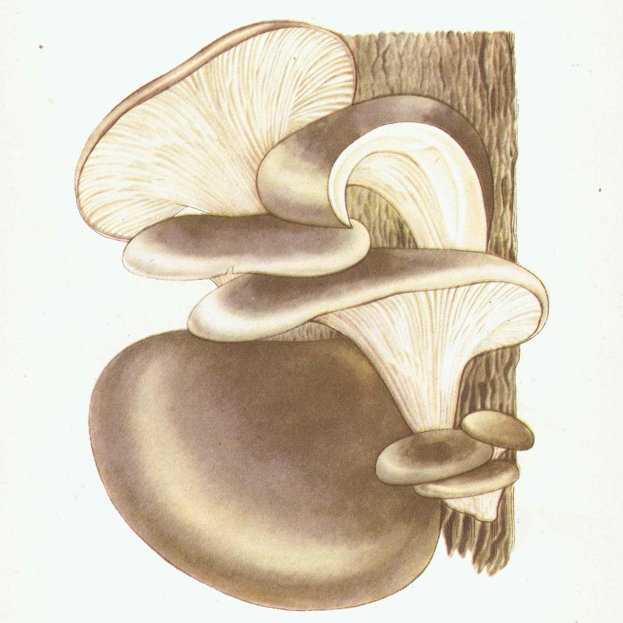 Fairy Ring & Oyster Mushroom Vintage Print – 1943 Botanical Illustration - Image 2