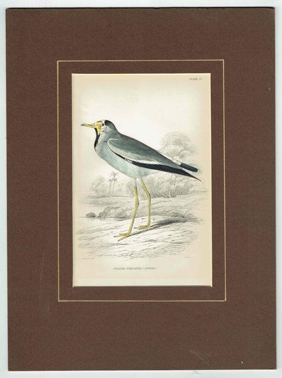 1837 Striped-throated Lapwing Print - Ornithological Lapwing Print - Hand-Coloured Bird Illustration - 6.75 x 4 in