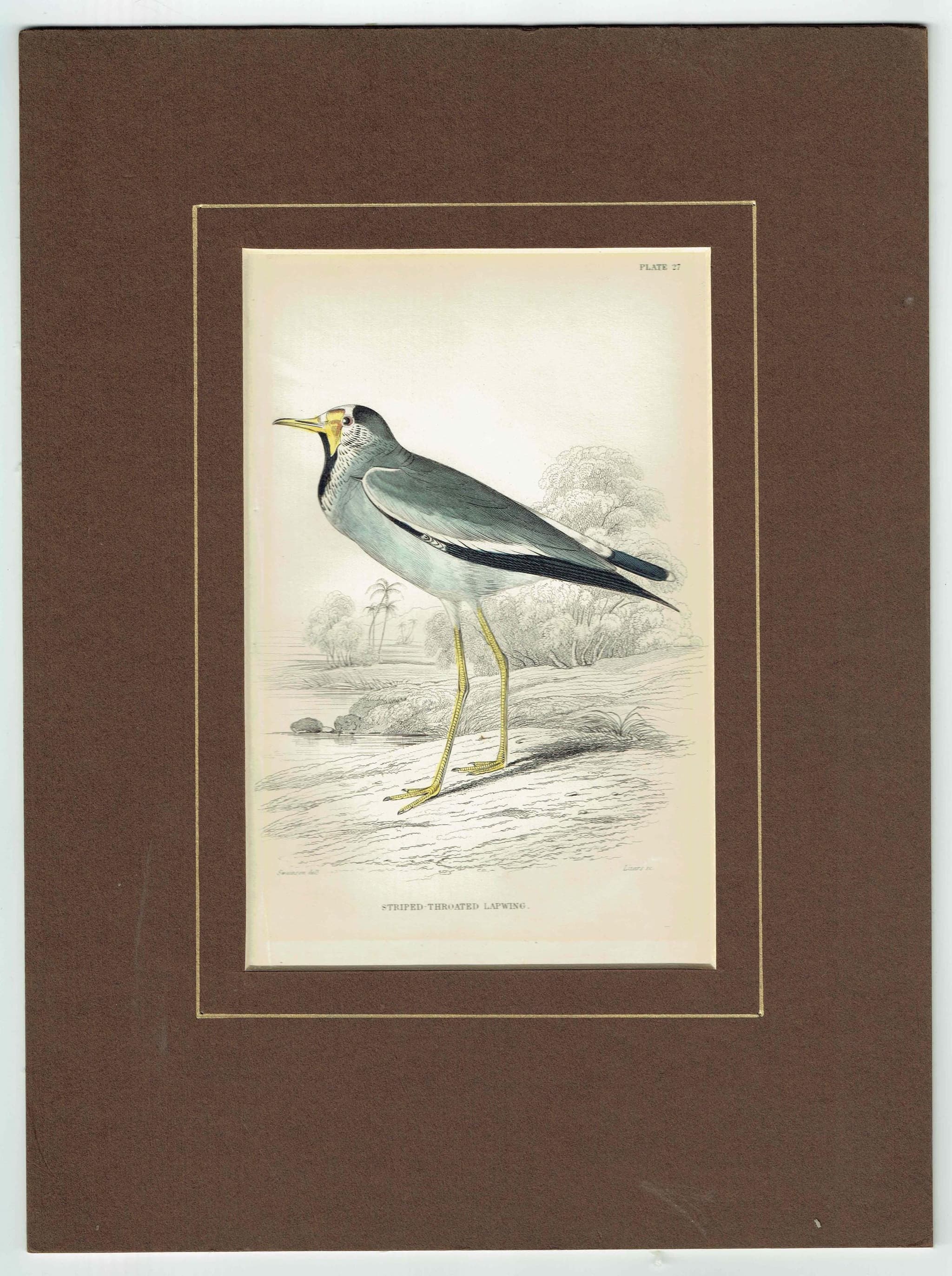 1837 Striped-throated Lapwing Print - Ornithological Lapwing Print - Hand-Coloured Bird Illustration - 6.75 x 4 in
