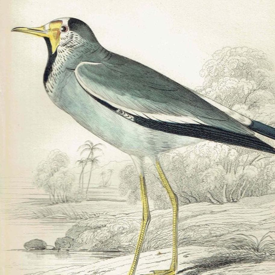 1837 Striped-throated Lapwing Print - Ornithological Lapwing Print - Hand-Coloured Bird Illustration - 6.75 x 4 in - Image 2