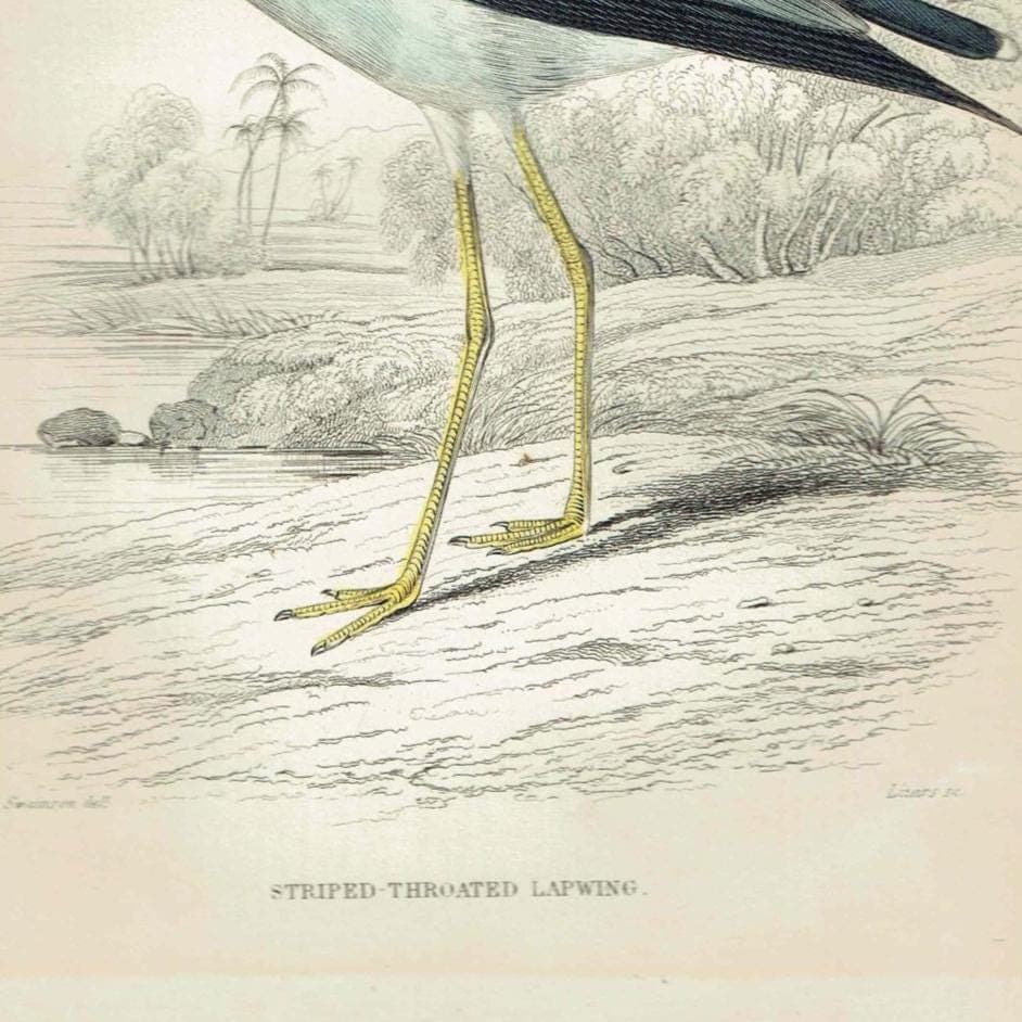 1837 Striped-throated Lapwing Print - Ornithological Lapwing Print - Hand-Coloured Bird Illustration - 6.75 x 4 in - Image 3