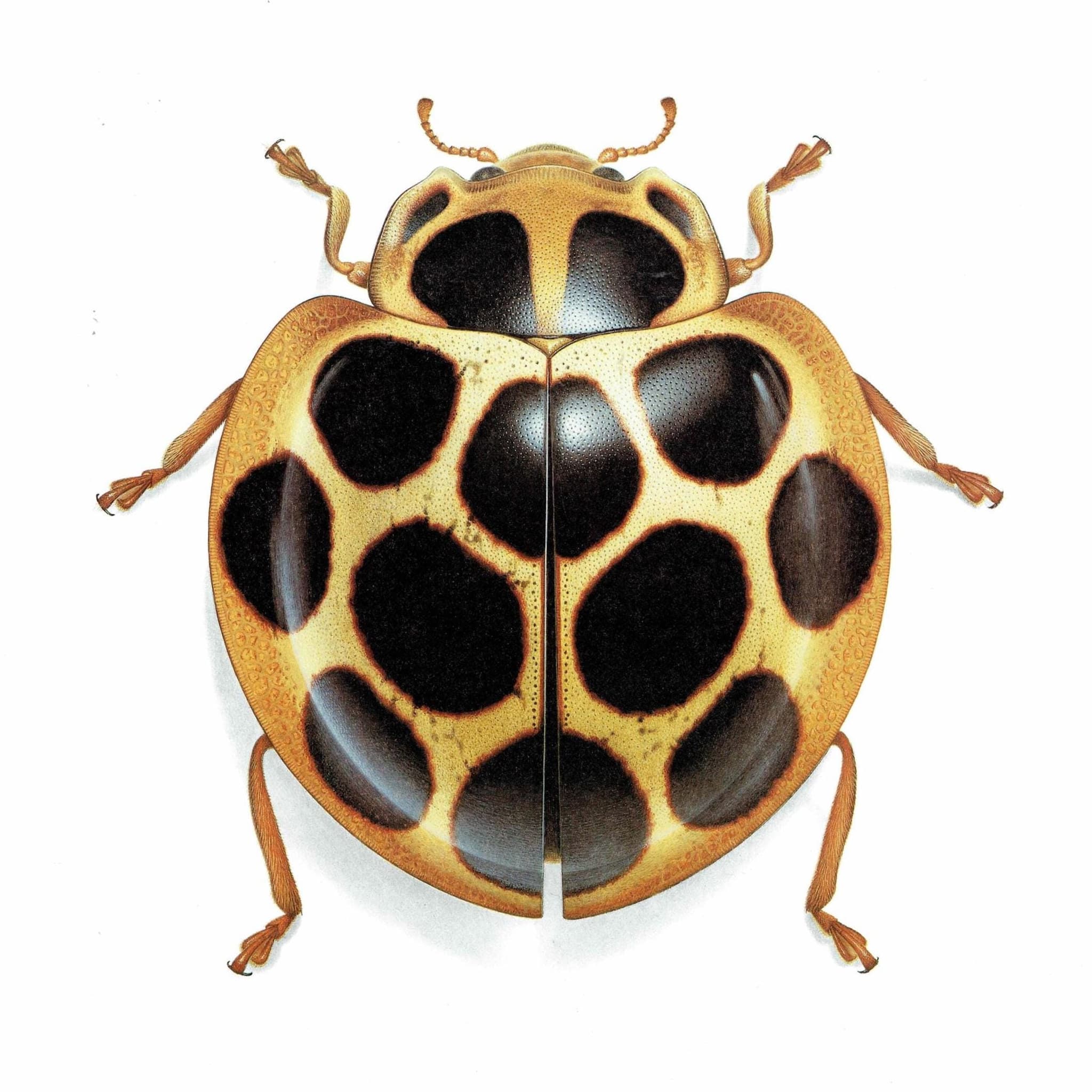 1986 Tortoise Ladybug Aiolocaria Hexaspilota Print - Durin Bernard Les Insectes Scientific Illustration - Hope Entomology - 11 x 13 in