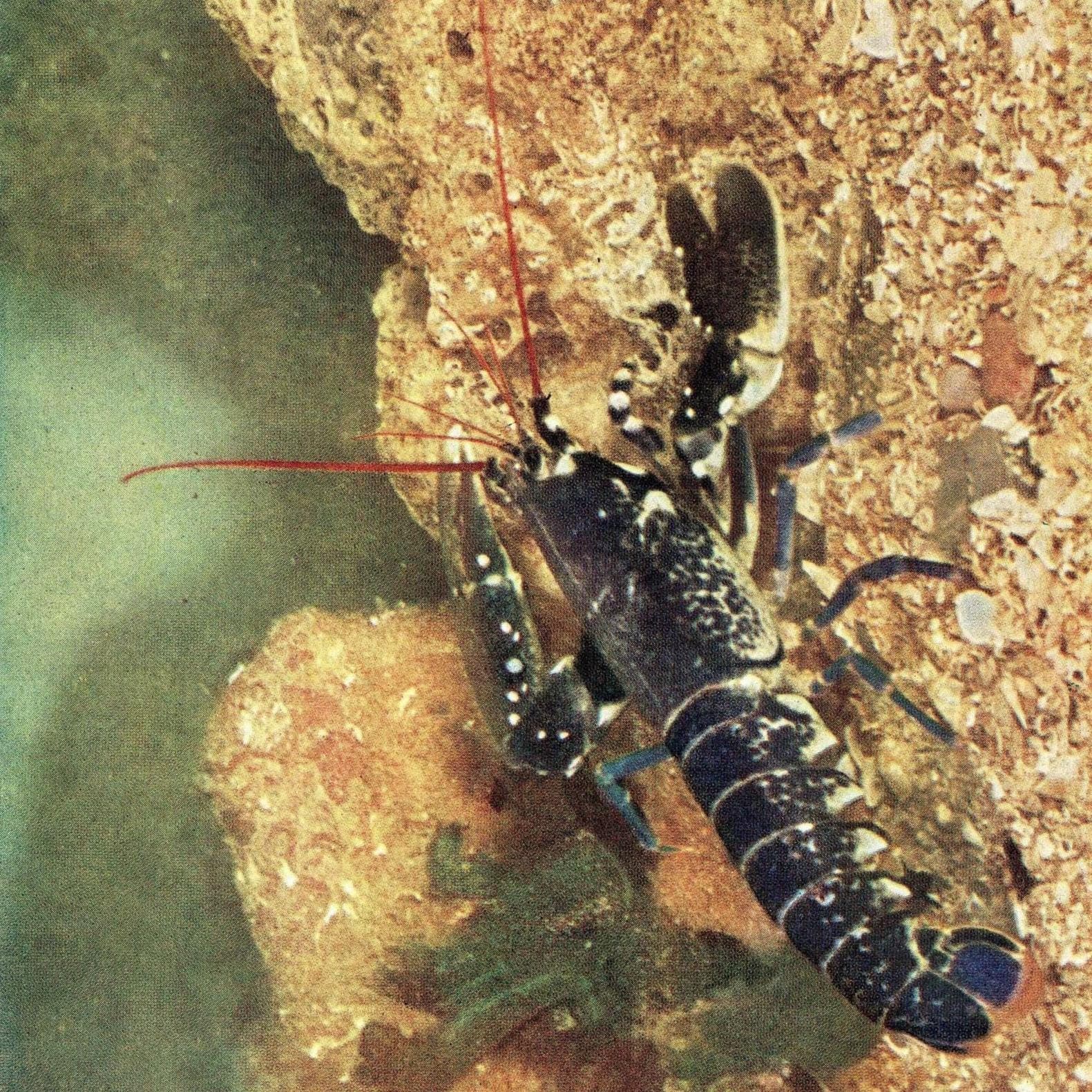 1959 Squat Lobster Underwater Marine Print - Red Crustacean Ocean Life - Scientific Illustration - D.P. Wilson - Sea Creatures - 5 x 8.25 in - Image 2
