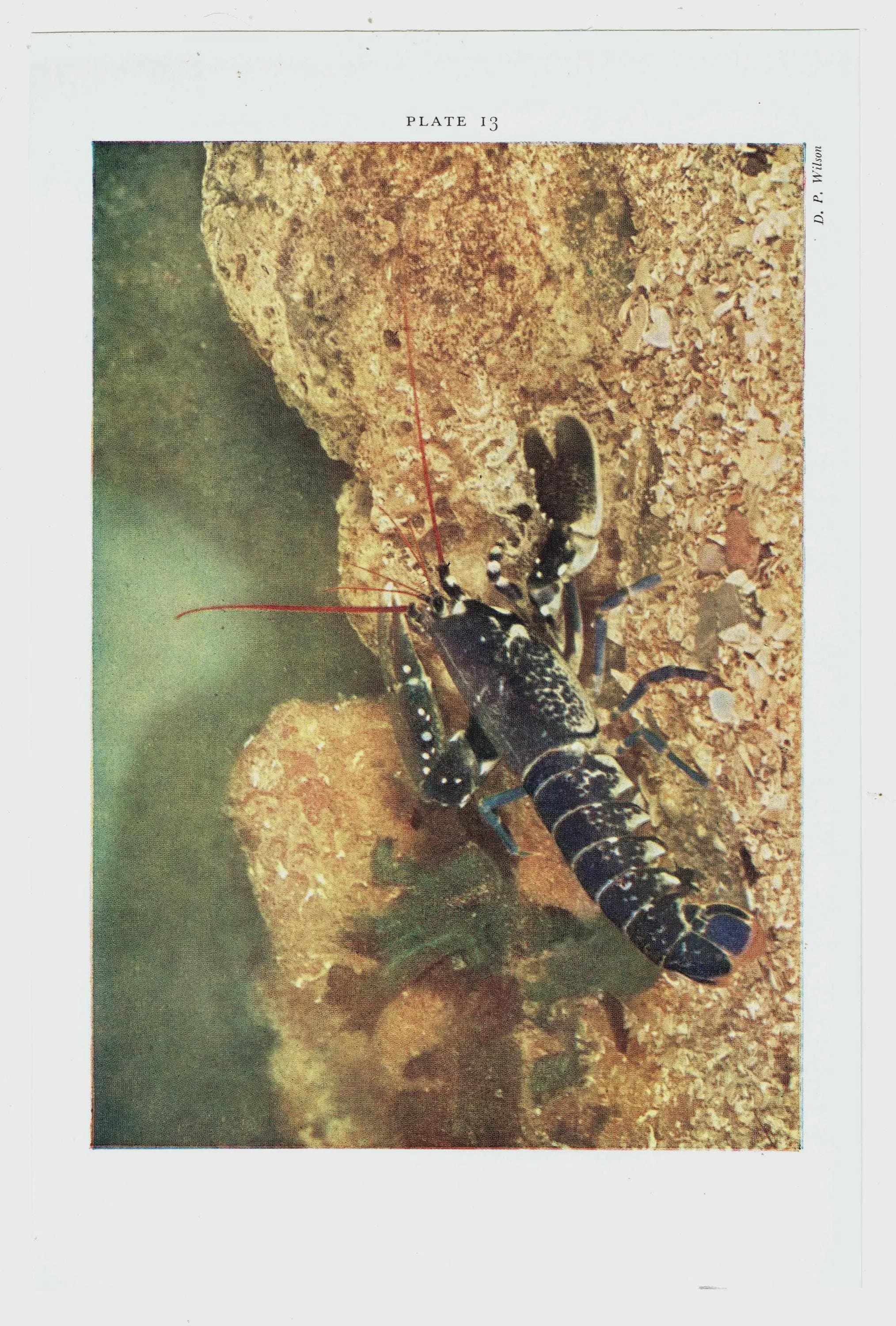 1959 Squat Lobster Underwater Marine Print - Red Crustacean Ocean Life - Scientific Illustration - D.P. Wilson - Sea Creatures - 5 x 8.25 in - Image 4