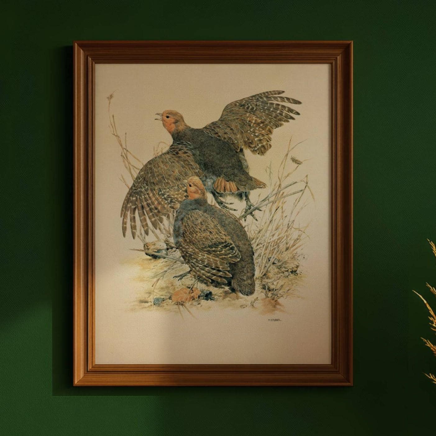 1981 Grey Partridge Perdix Perdix- Maurice Pledger Game Birds - Original Vintage Wildlife Art Print - 11.5 x 16.5 in