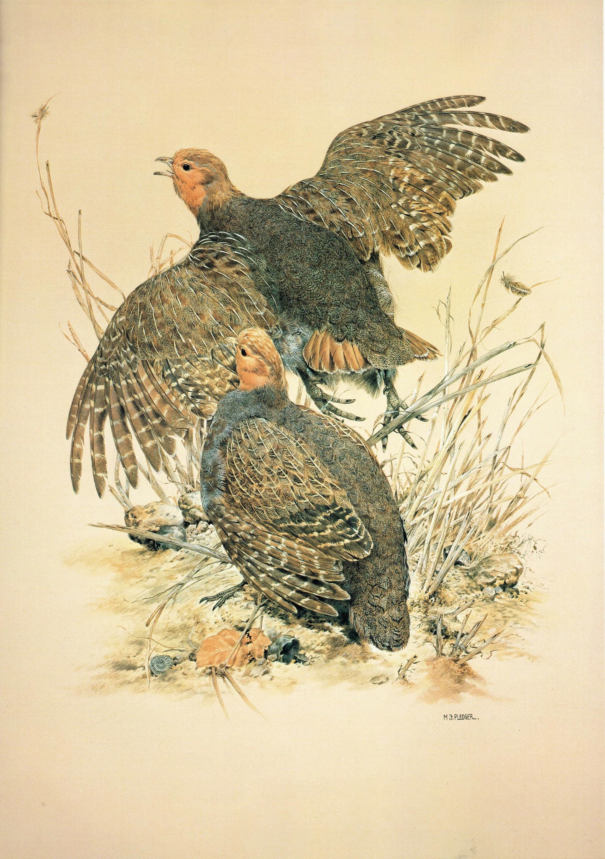 1981 Grey Partridge Perdix Perdix- Maurice Pledger Game Birds - Original Vintage Wildlife Art Print - 11.5 x 16.5 in - Image 2