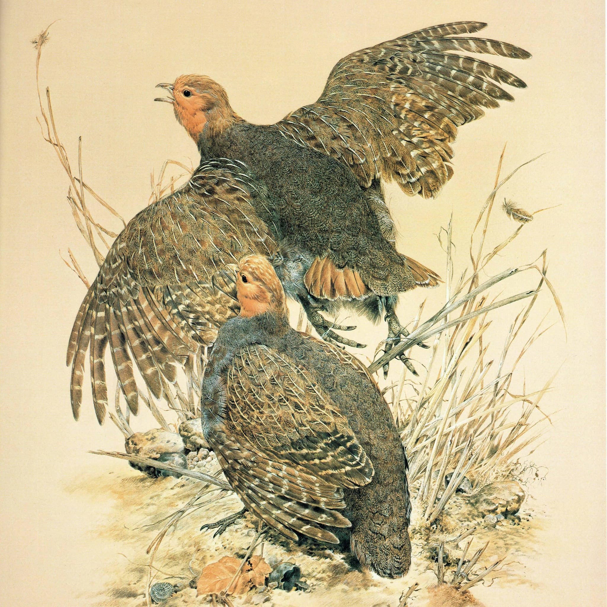 1981 Grey Partridge Perdix Perdix- Maurice Pledger Game Birds - Original Vintage Wildlife Art Print - 11.5 x 16.5 in - Image 3