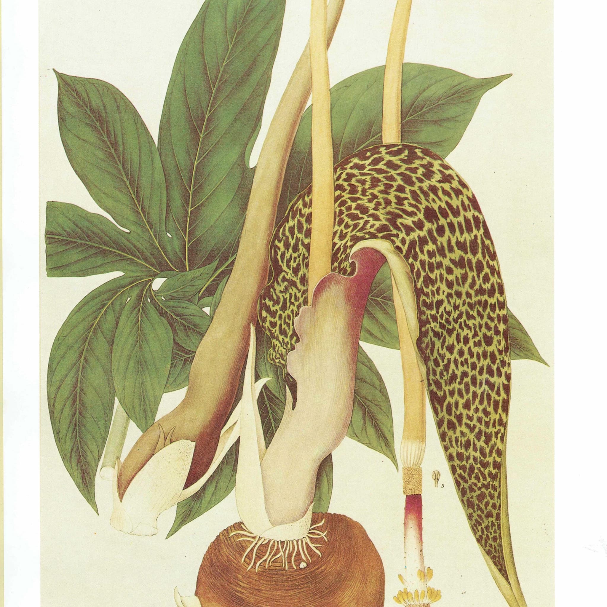 1984 Spotted Arum Lily - Original Vintage Botanical Print By Wallich - Arum Guttatum Plantae Exotic Flower Study Wall Art - 10 x 14 in