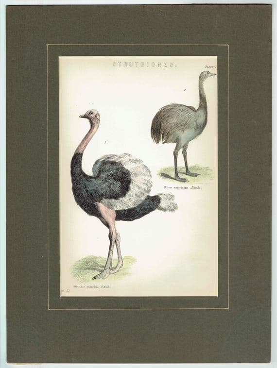 c.1895 Struthiones Ostrich And Rhea Print - Struthio camelus & Rhea americana - Hand Coloured Ornithology Art - 9.5 x 6.25 in