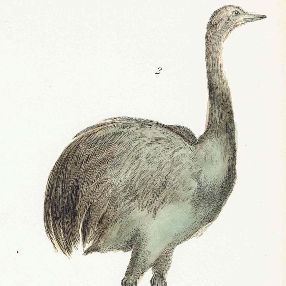 c.1895 Struthiones Ostrich And Rhea Print - Struthio camelus & Rhea americana - Hand Coloured Ornithology Art - 9.5 x 6.25 in - Image 3