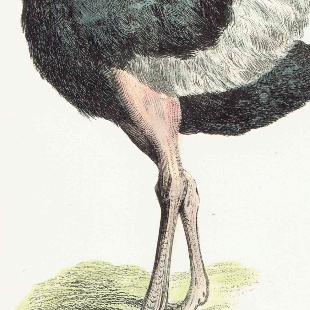 c.1895 Struthiones Ostrich And Rhea Print - Struthio camelus & Rhea americana - Hand Coloured Ornithology Art - 9.5 x 6.25 in - Image 4
