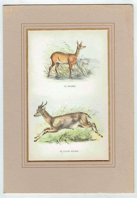 1864 Grey Rhebok & Small Reedbuck Print - Hand-Coloured Antelope Engraving - Vintage Wildlife Art - 6.5×9.5 in