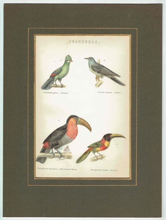 c.1870 Scansores Birds Print - Touraco, Cuckoo, Red-breasted Toucan, Aracari - Hand Coloured Ornithology Art - 9.5 x 6 in