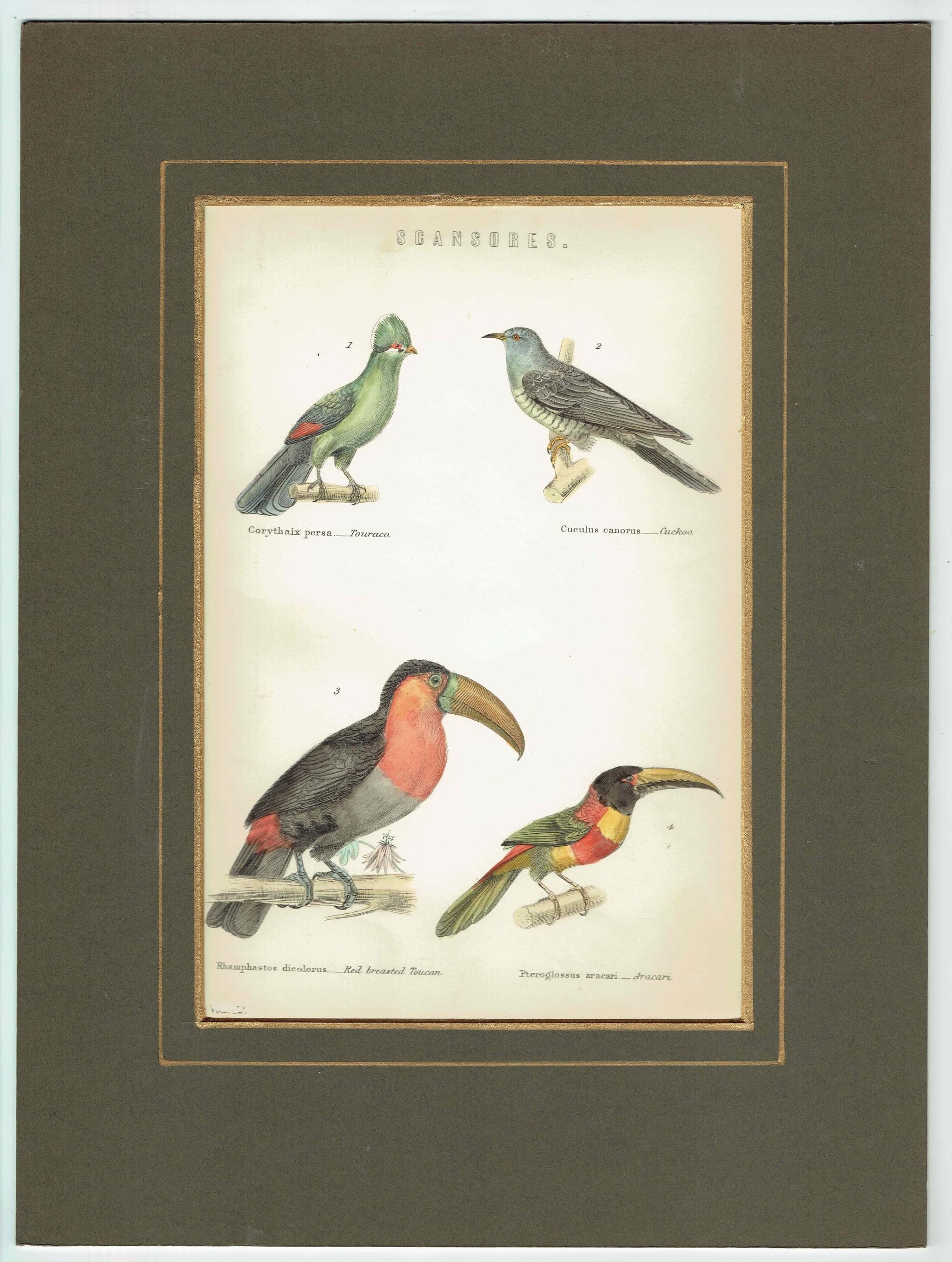 c.1870 Scansores Birds Print - Touraco, Cuckoo, Red-breasted Toucan, Aracari - Hand Coloured Ornithology Art - 9.5 x 6 in