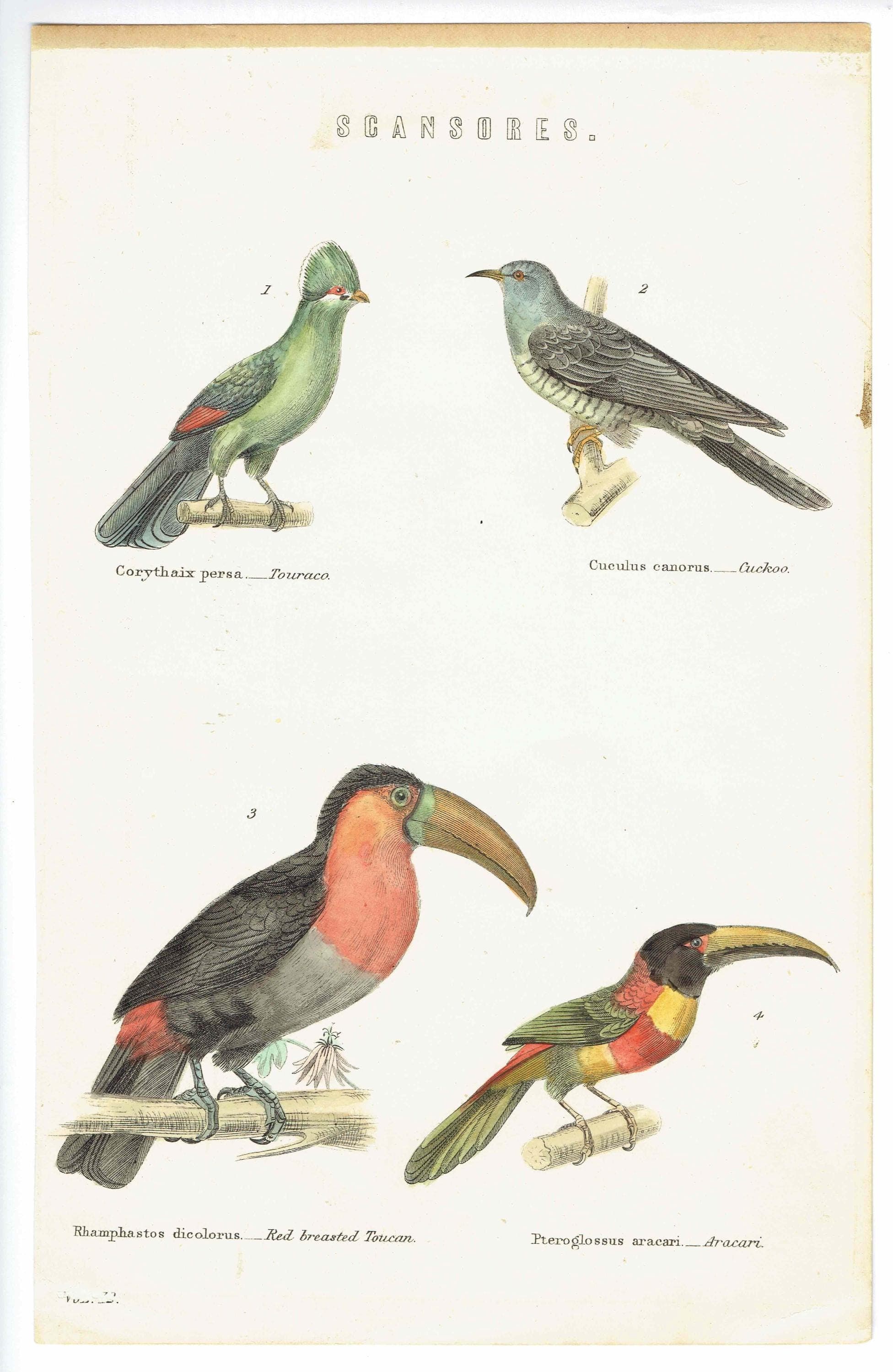 c.1870 Scansores Birds Print - Touraco, Cuckoo, Red-breasted Toucan, Aracari - Hand Coloured Ornithology Art - 9.5 x 6 in - Image 2