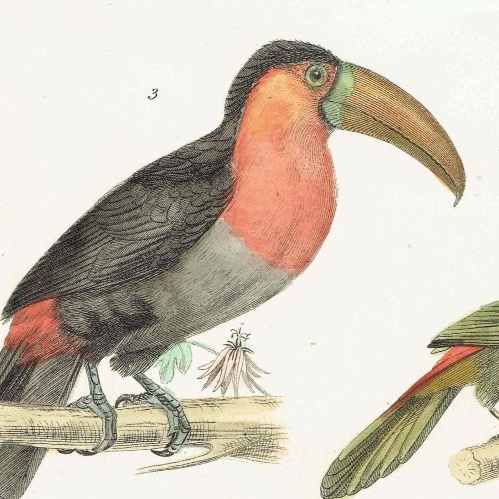 c.1870 Scansores Birds Print - Touraco, Cuckoo, Red-breasted Toucan, Aracari - Hand Coloured Ornithology Art - 9.5 x 6 in - Image 3