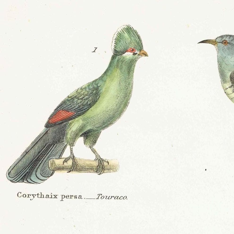 c.1870 Scansores Birds Print - Touraco, Cuckoo, Red-breasted Toucan, Aracari - Hand Coloured Ornithology Art - 9.5 x 6 in - Image 4