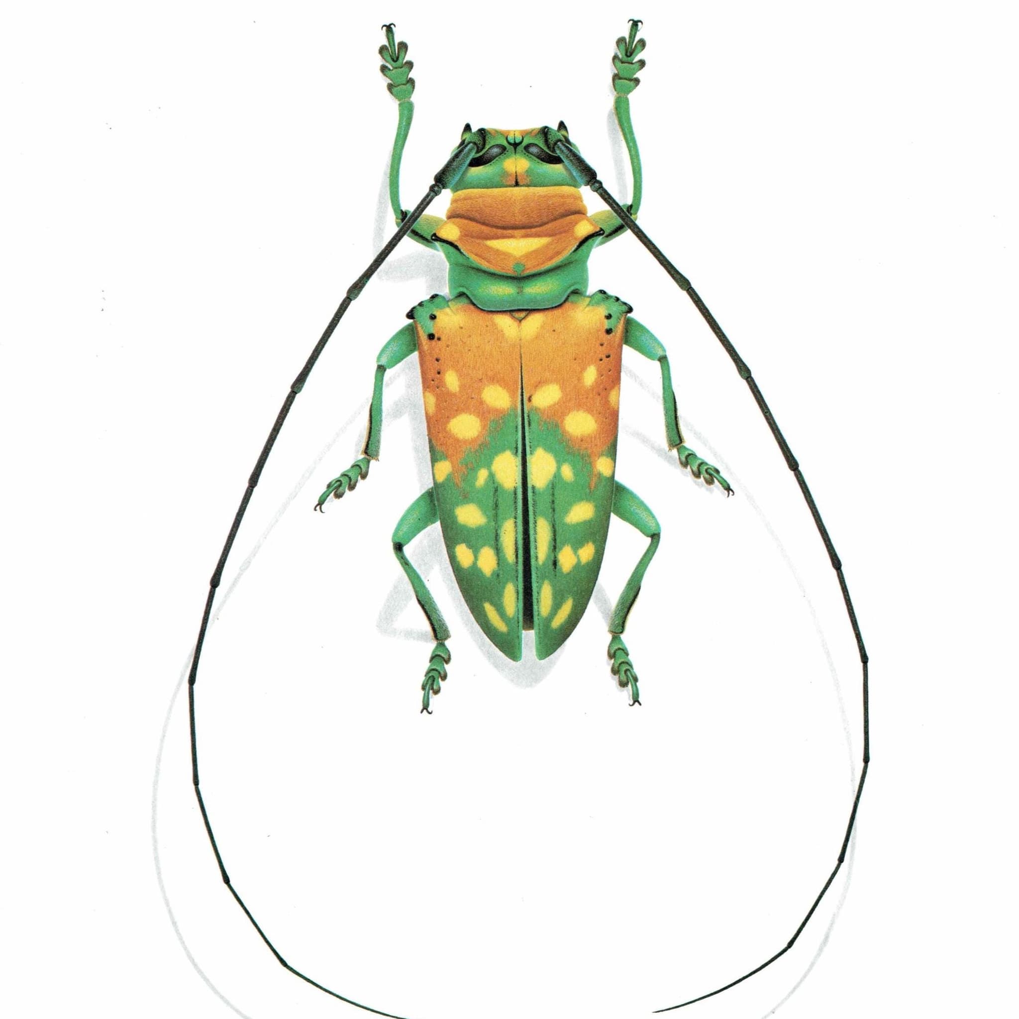1986 Longhorn Beetle Sternotomis Variabilis Print - Durin Bernard Les Insectes - Scientific Picture - Quedenfeldt Entomology - 11 x 13 in