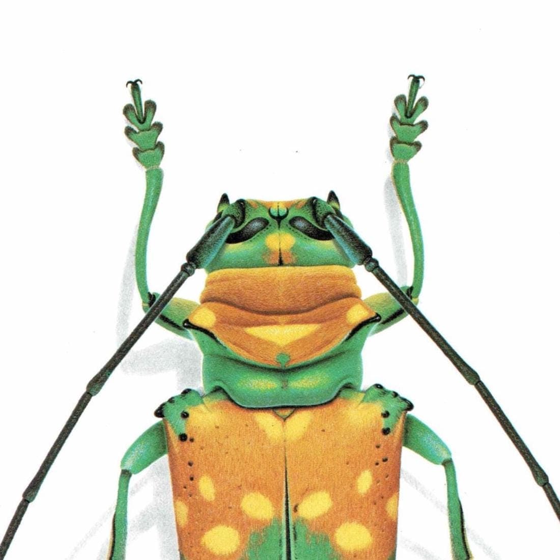 1986 Longhorn Beetle Sternotomis Variabilis Print - Durin Bernard Les Insectes - Scientific Picture - Quedenfeldt Entomology - 11 x 13 in - Image 4