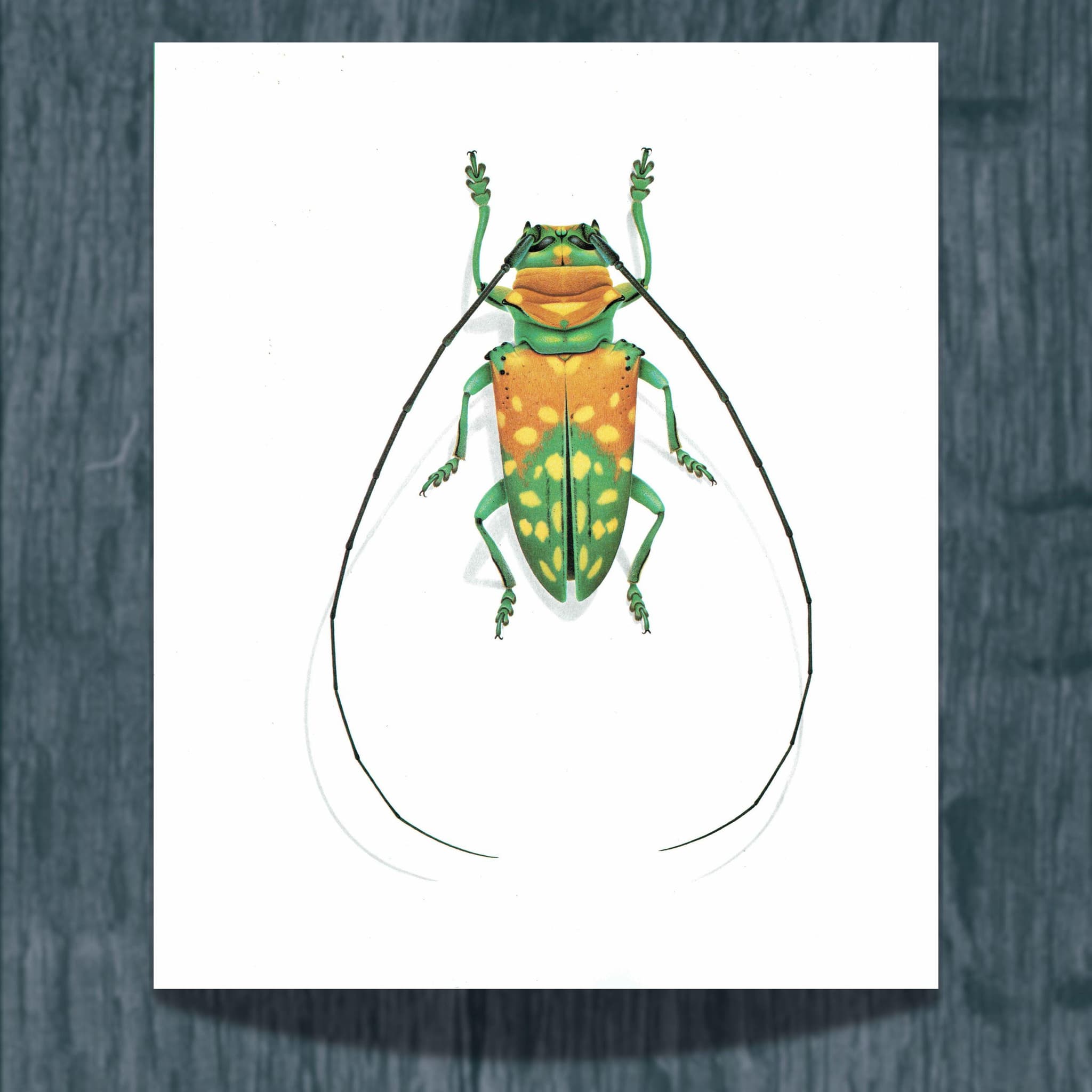 1986 Longhorn Beetle Sternotomis Variabilis Print - Durin Bernard Les Insectes - Scientific Picture - Quedenfeldt Entomology - 11 x 13 in