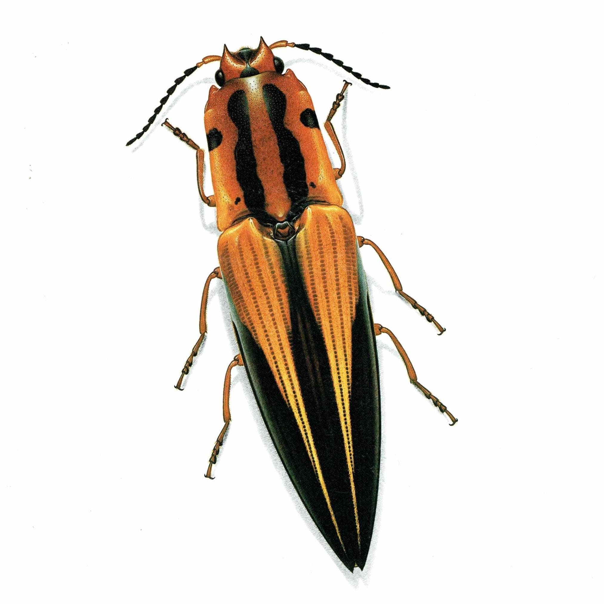 1986 Click Beetle Semiotus Intermedius Print - Durin Bernard Les Insectes Scientific Illustration - Herbst Entomology - 11 x 13 in