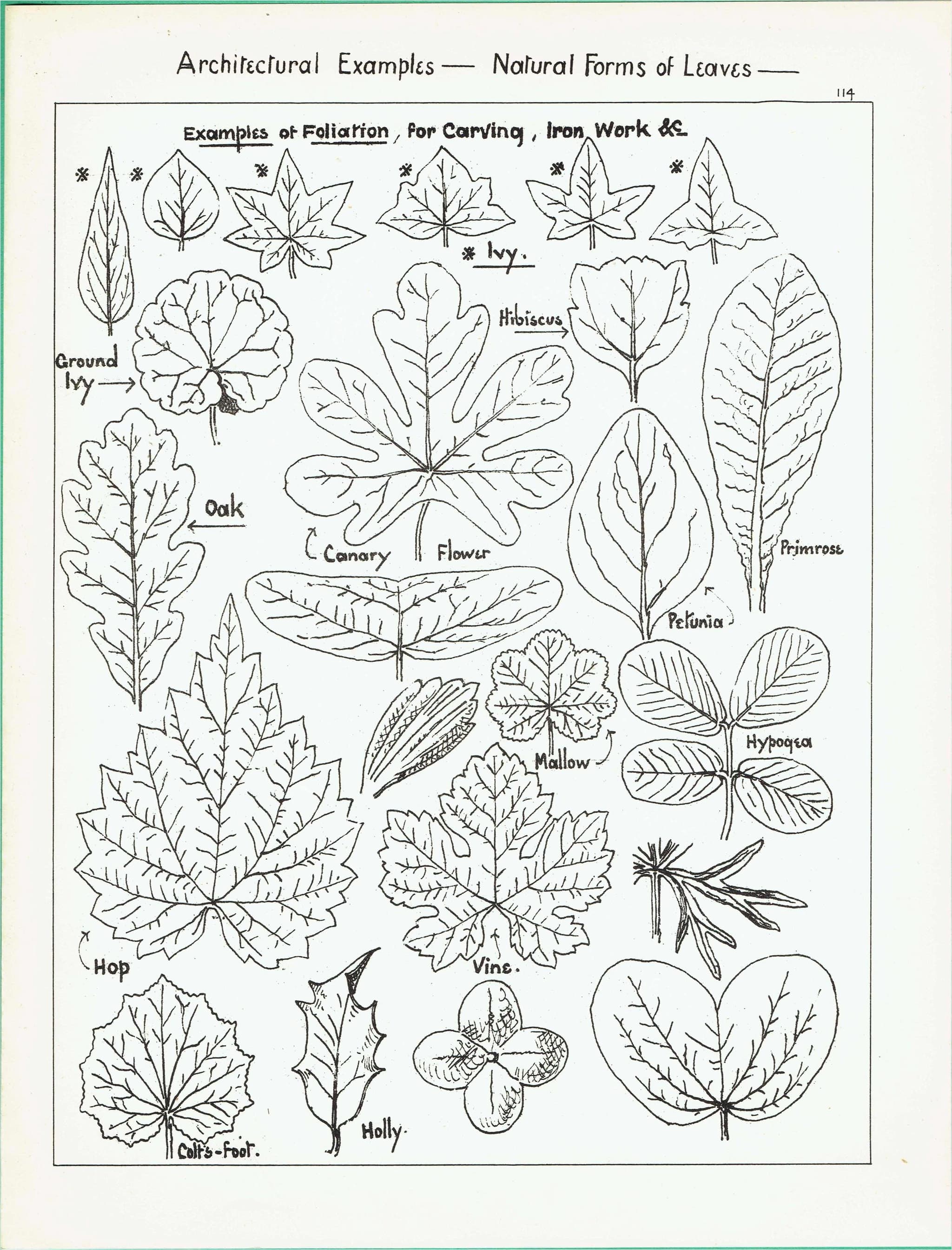 1898 Architectural Leaf Studies Print - Ivy, Oak, Holly, Mallow, Vine & Decorative Botanical Motifs - Antique Design Plate - 8 x 10.75 in