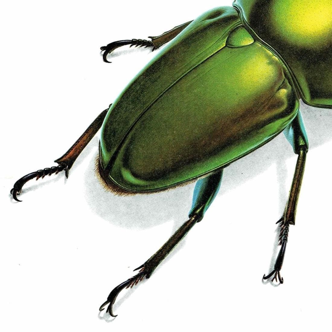 1986 Green Jewel Sawtooth Stag Beetle Neolamprima Adolphinae Print - Durin Bernard Les Insectes - Gerstaeker Entomology Drawing - 11 x 13 in - Image 5