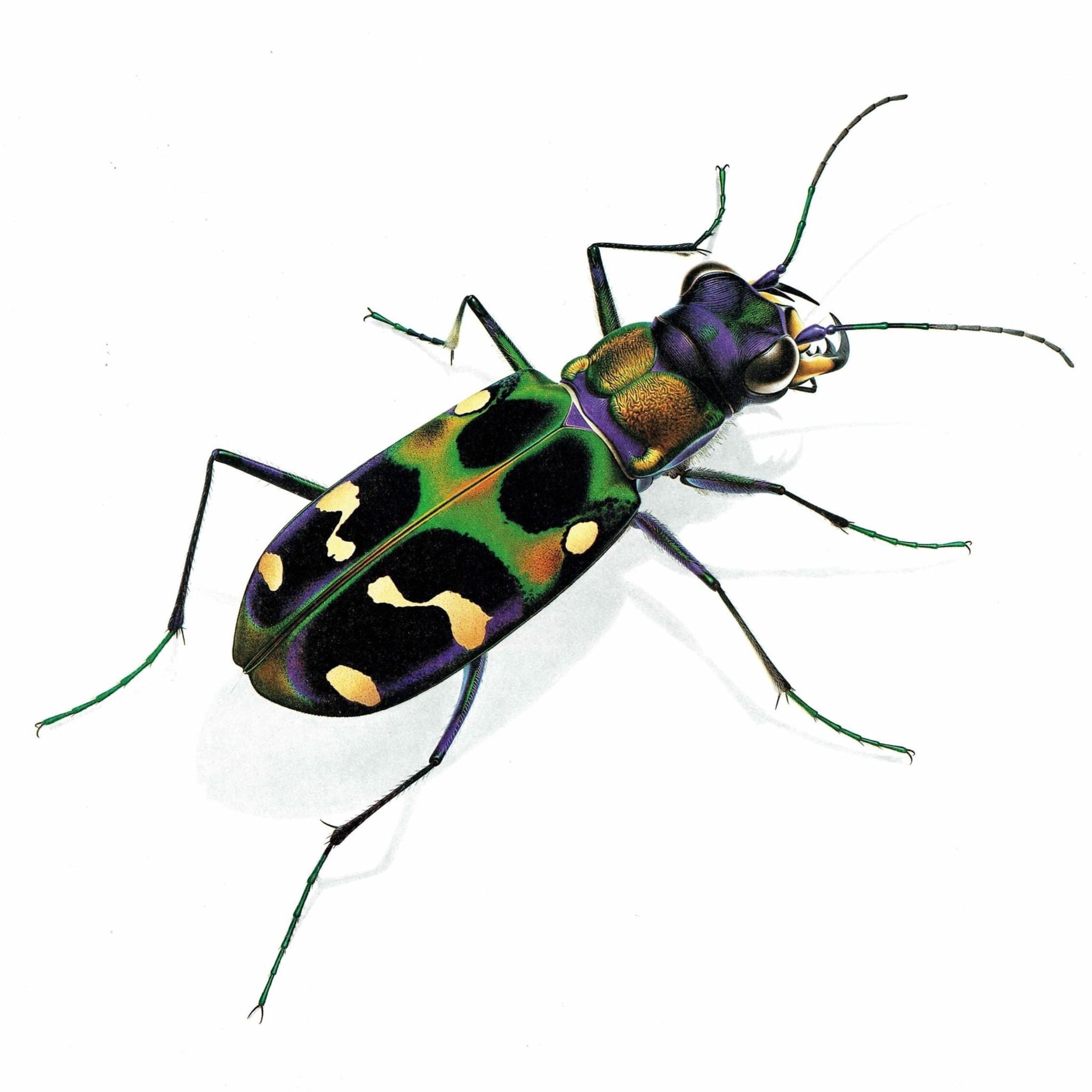 1986 Tiger Beetle Cicindela Chinensis Print - Durin Bernard Les Insectes - Science Illustration - Louis Chevrolat Entomology - 11 x 13 in