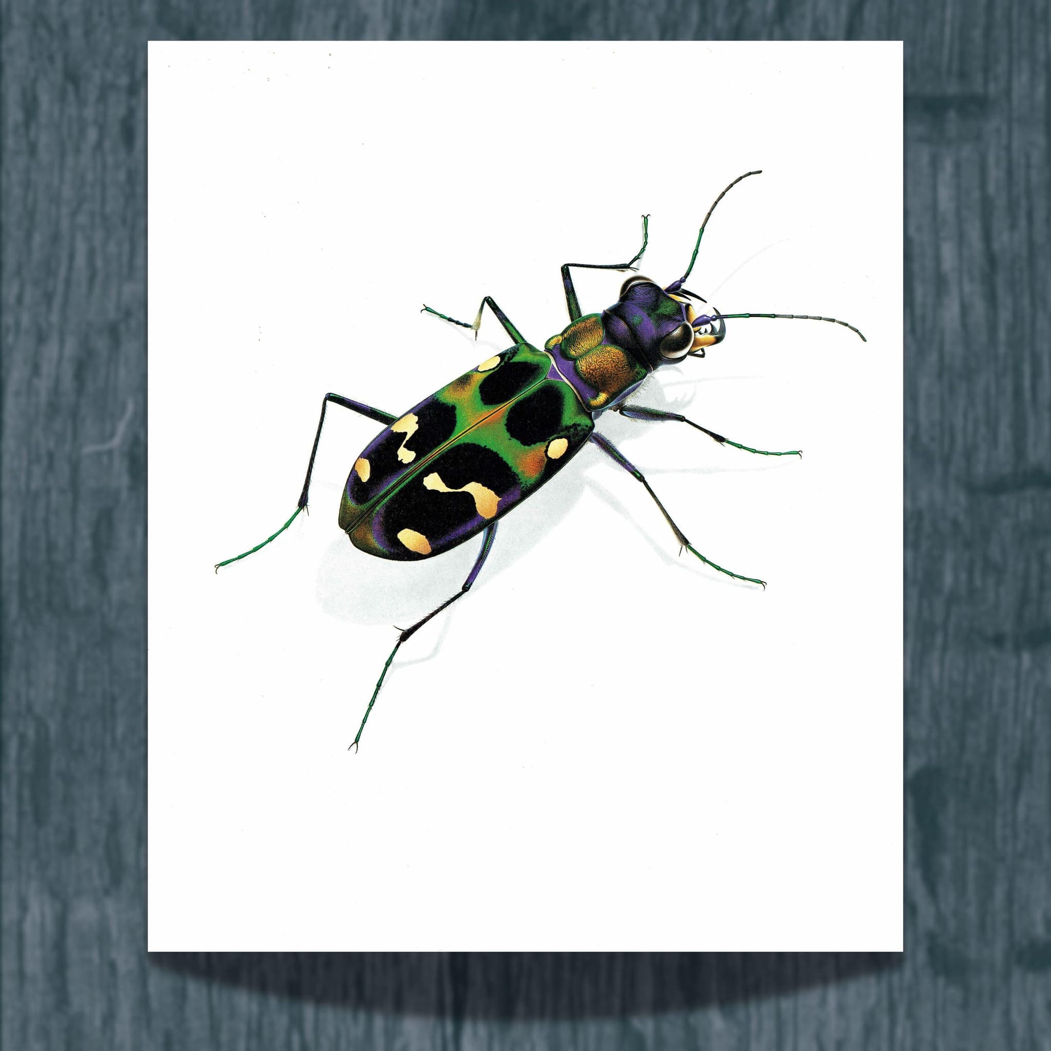 1986 Tiger Beetle Cicindela Chinensis Print - Durin Bernard Les Insectes - Science Illustration - Louis Chevrolat Entomology - 11 x 13 in