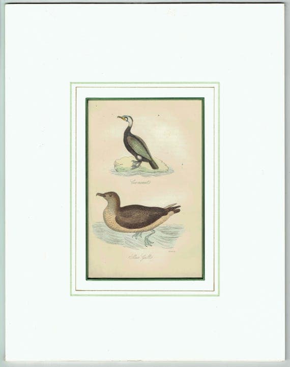 c.1835 Cormorant & Skua Gull Print - Hand-Coloured Ornithology Seabird Natural History - 7.25 x 4.25 in