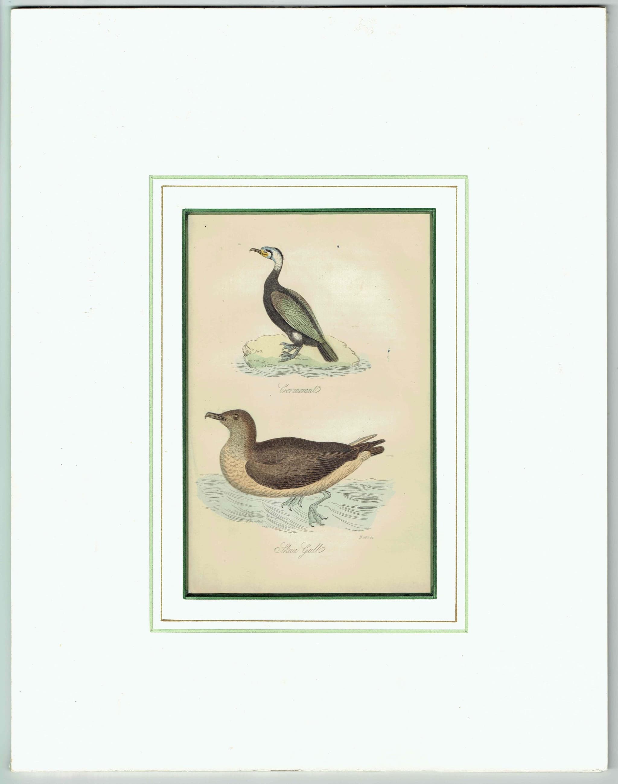 c.1835 Cormorant & Skua Gull Print - Hand-Coloured Ornithology Seabird Natural History - 7.25 x 4.25 in