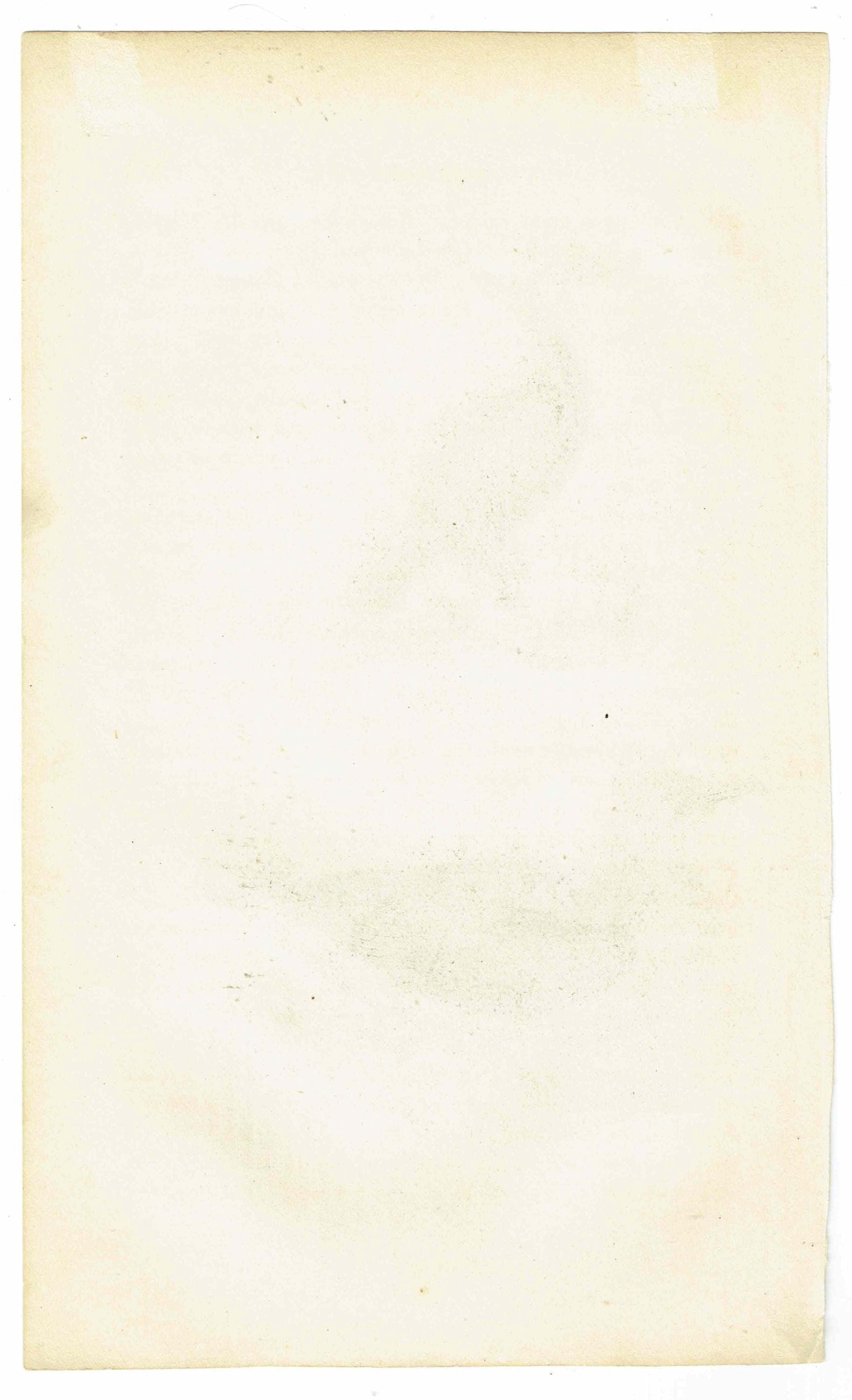 c.1835 Cormorant & Skua Gull Print - Hand-Coloured Ornithology Seabird Natural History - 7.25 x 4.25 in - Image 5