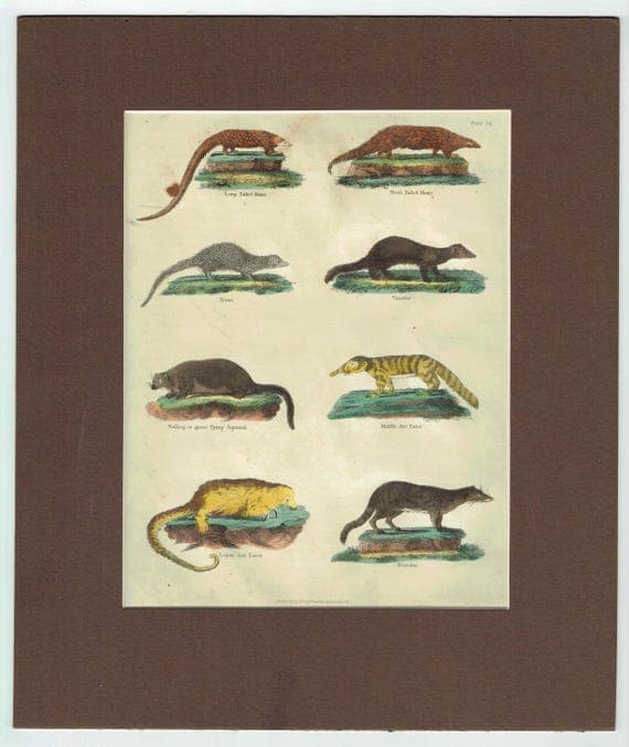 c.1816 From Buffon’s Histoire Naturelle -  Small Mammals Print - Manis & Ant Eaters - Hand-Coloured Natural History Engraving - 8 x 10.5 in