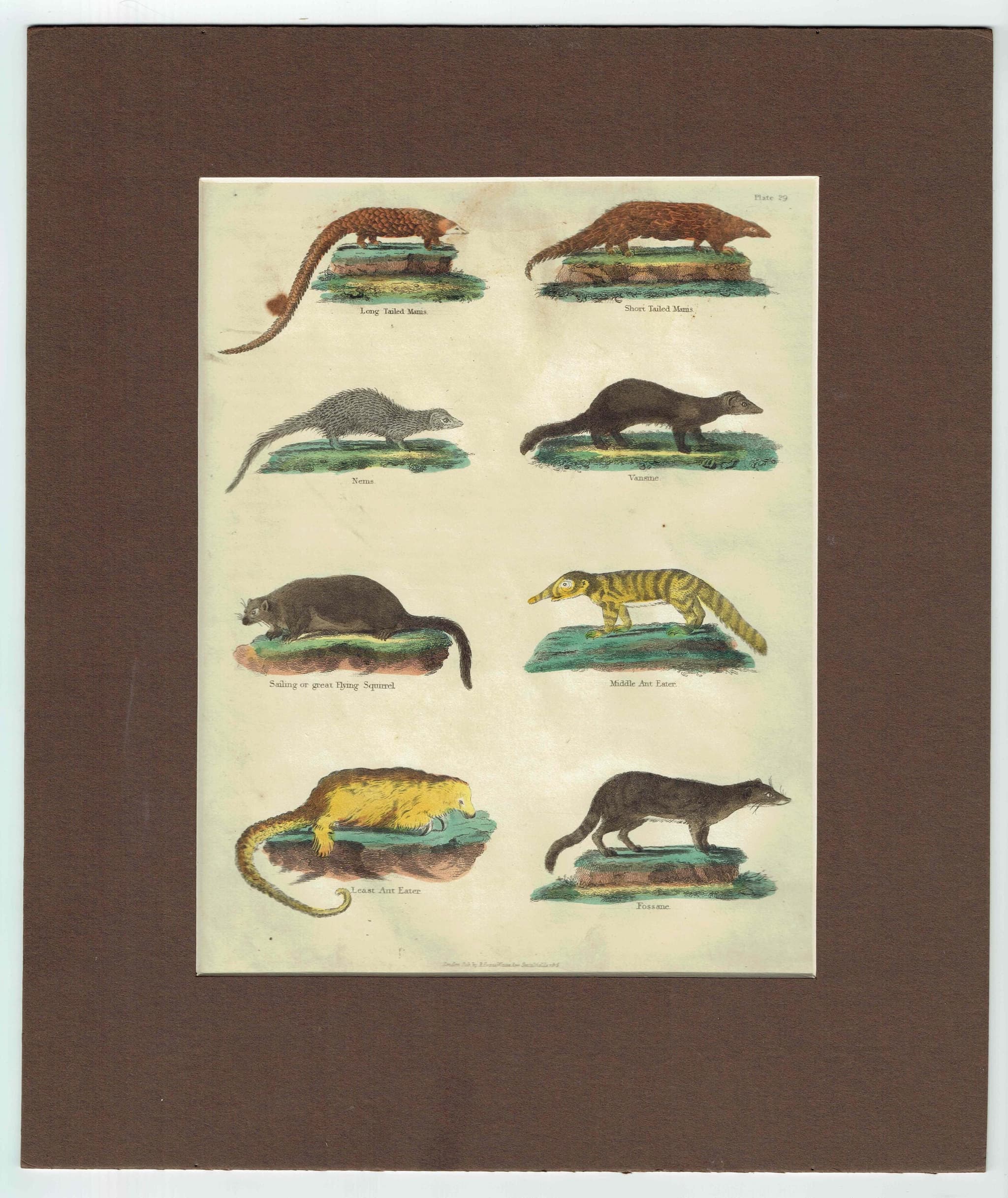c.1816 From Buffon’s Histoire Naturelle -  Small Mammals Print - Manis & Ant Eaters - Hand-Coloured Natural History Engraving - 8 x 10.5 in