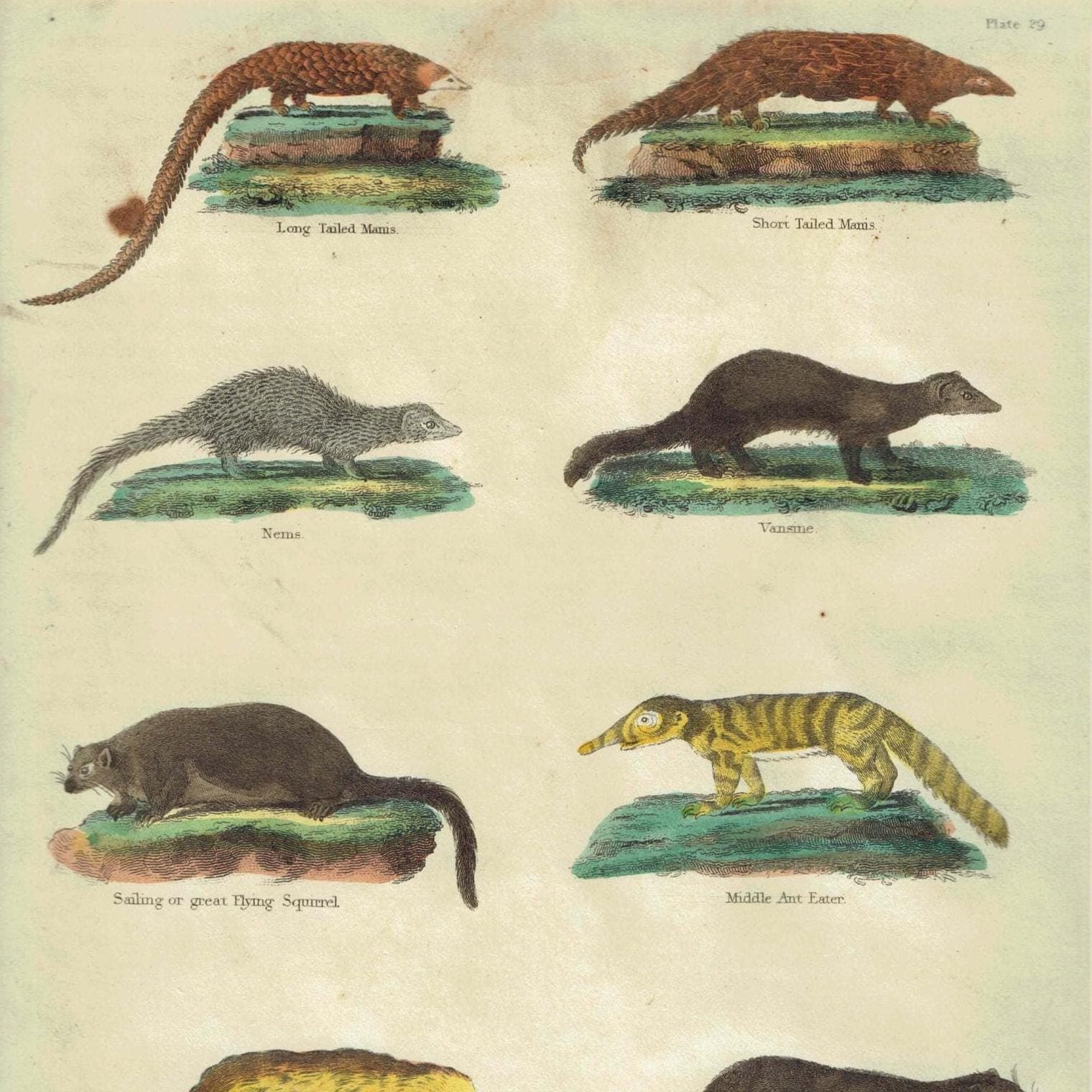 c.1816 From Buffon’s Histoire Naturelle -  Small Mammals Print - Manis & Ant Eaters - Hand-Coloured Natural History Engraving - 8 x 10.5 in - Image 2